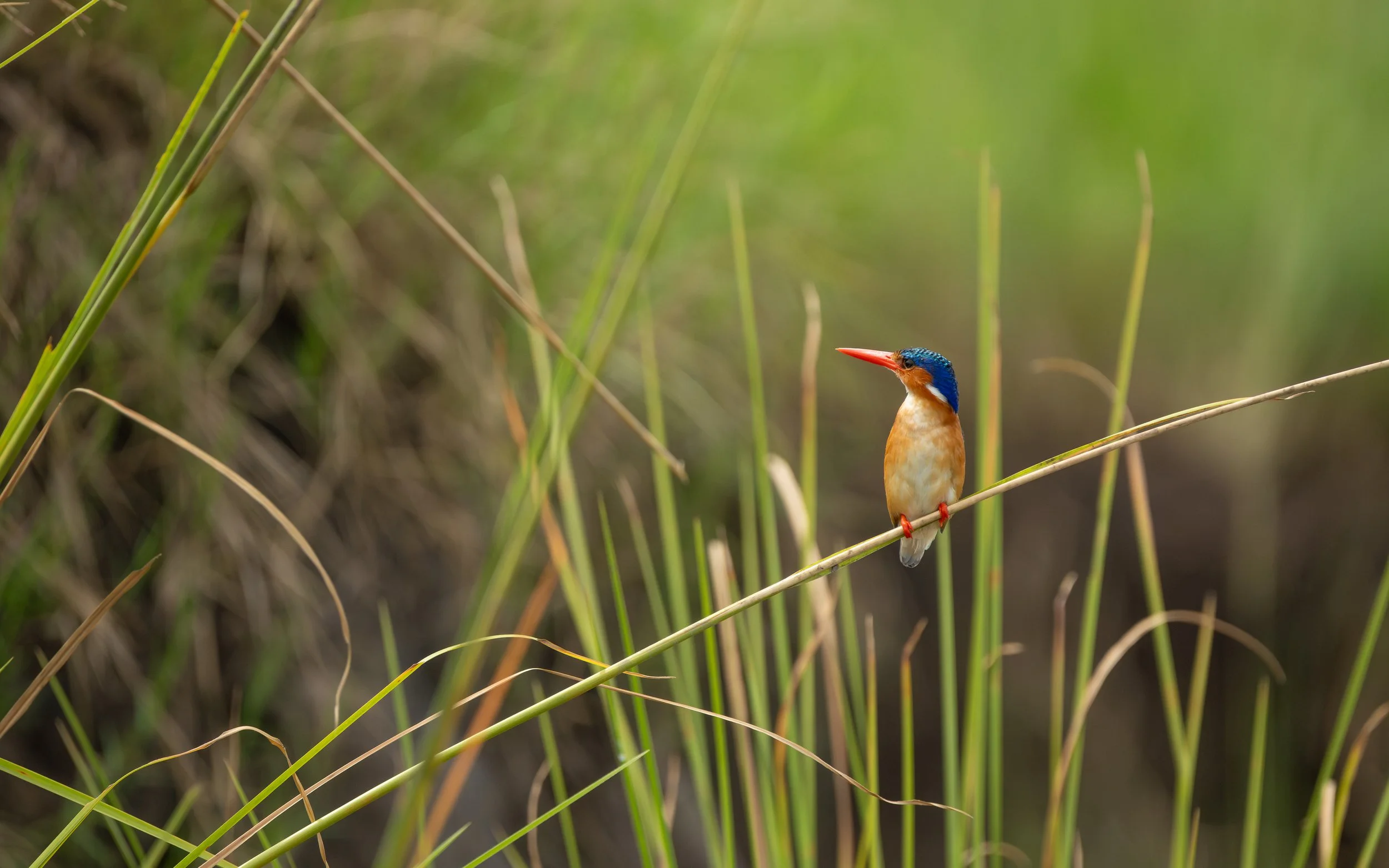 MalachiteKingfisher_03.jpg