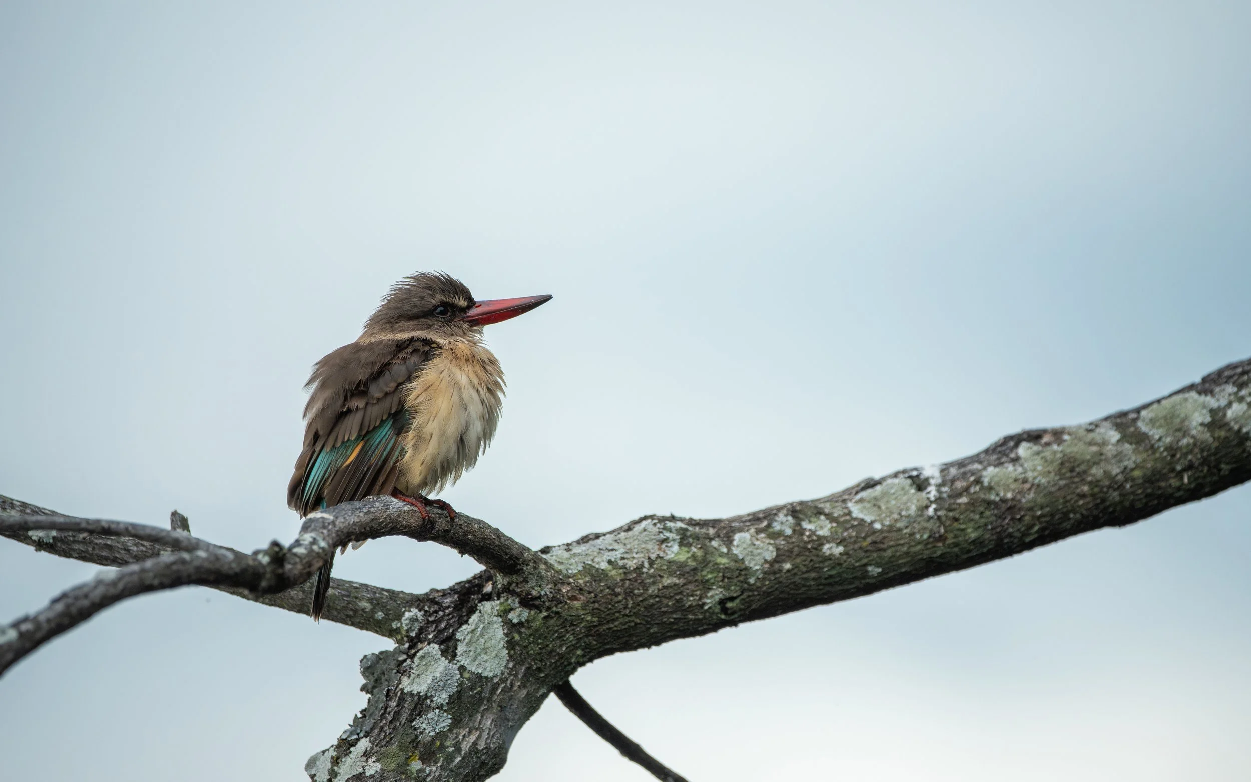 BrownHoodedKingfisher.jpg