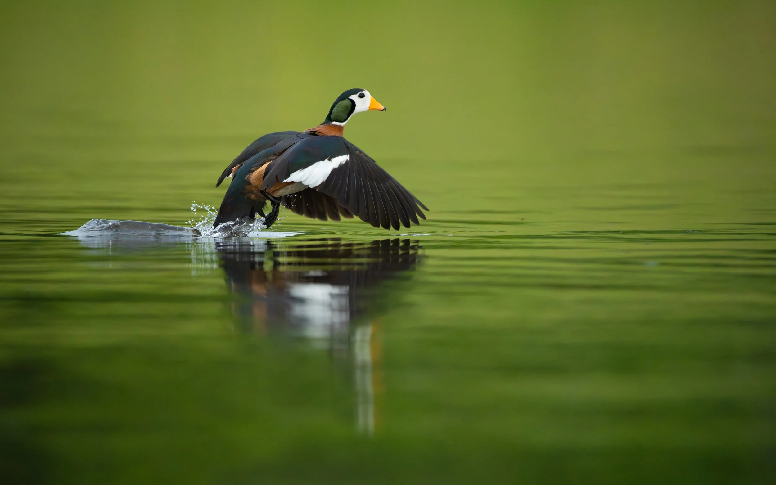 AfricanPygmyGoose-2_WEB.jpg