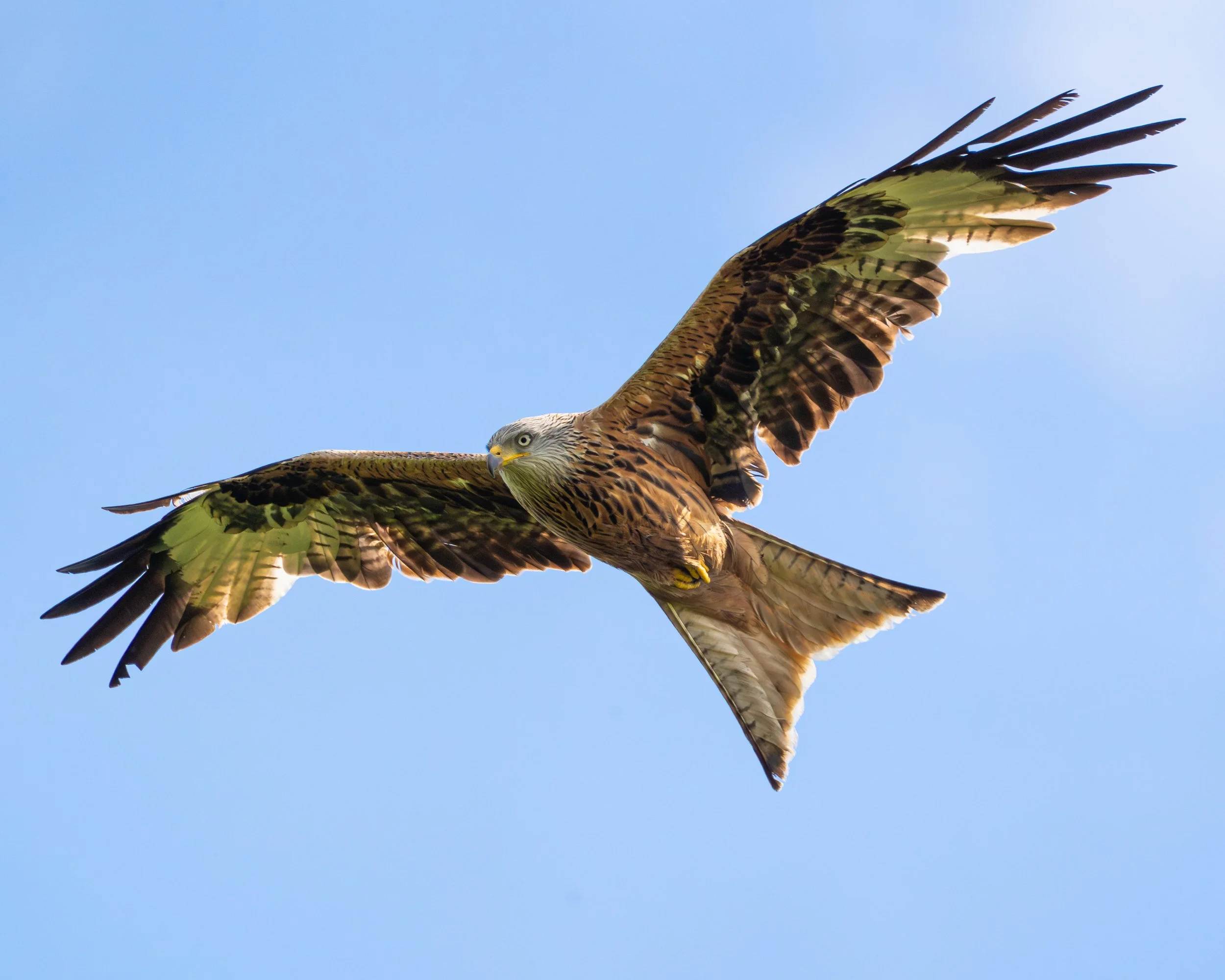 RedKite_01.jpg