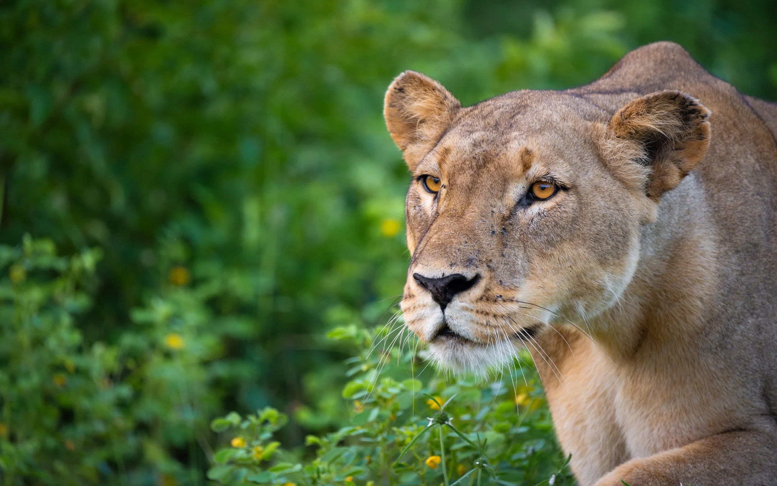 Lioness01-5_WEB.jpg