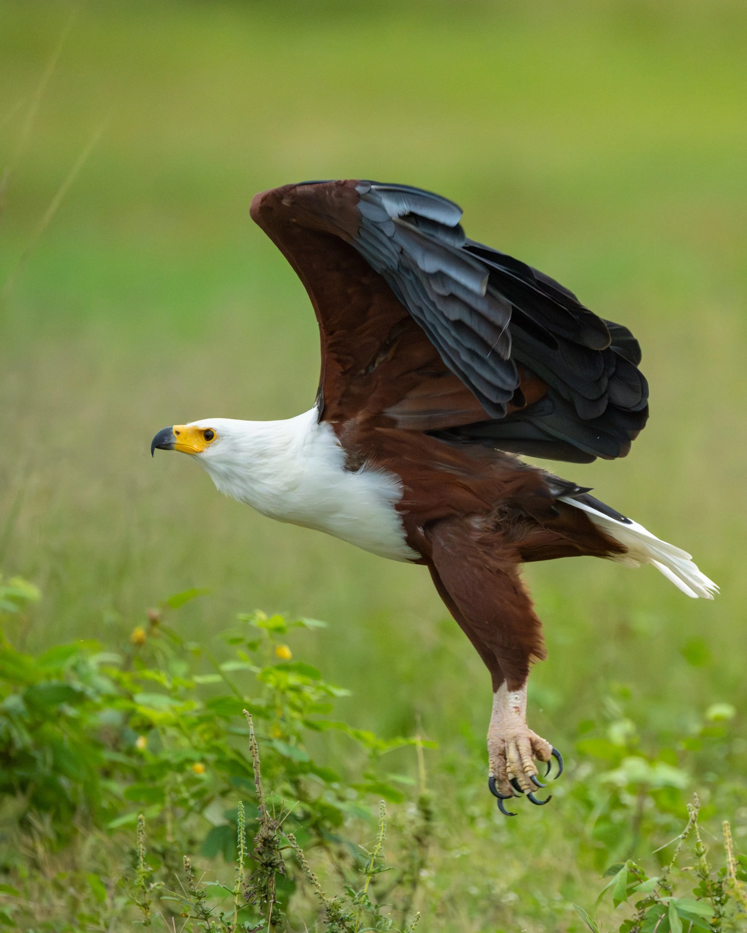 FishEagle03-2.jpg