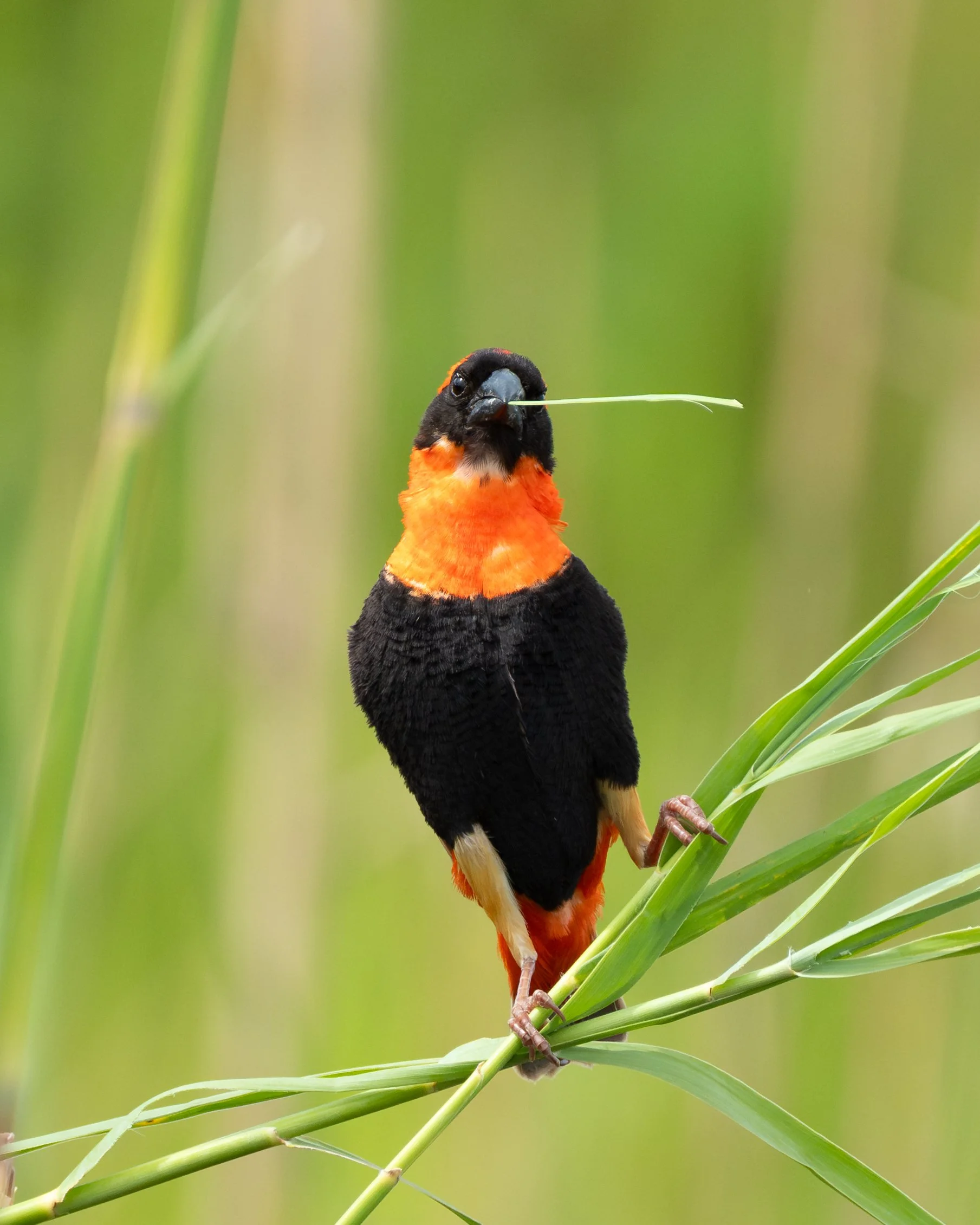 RedBishop05.jpg