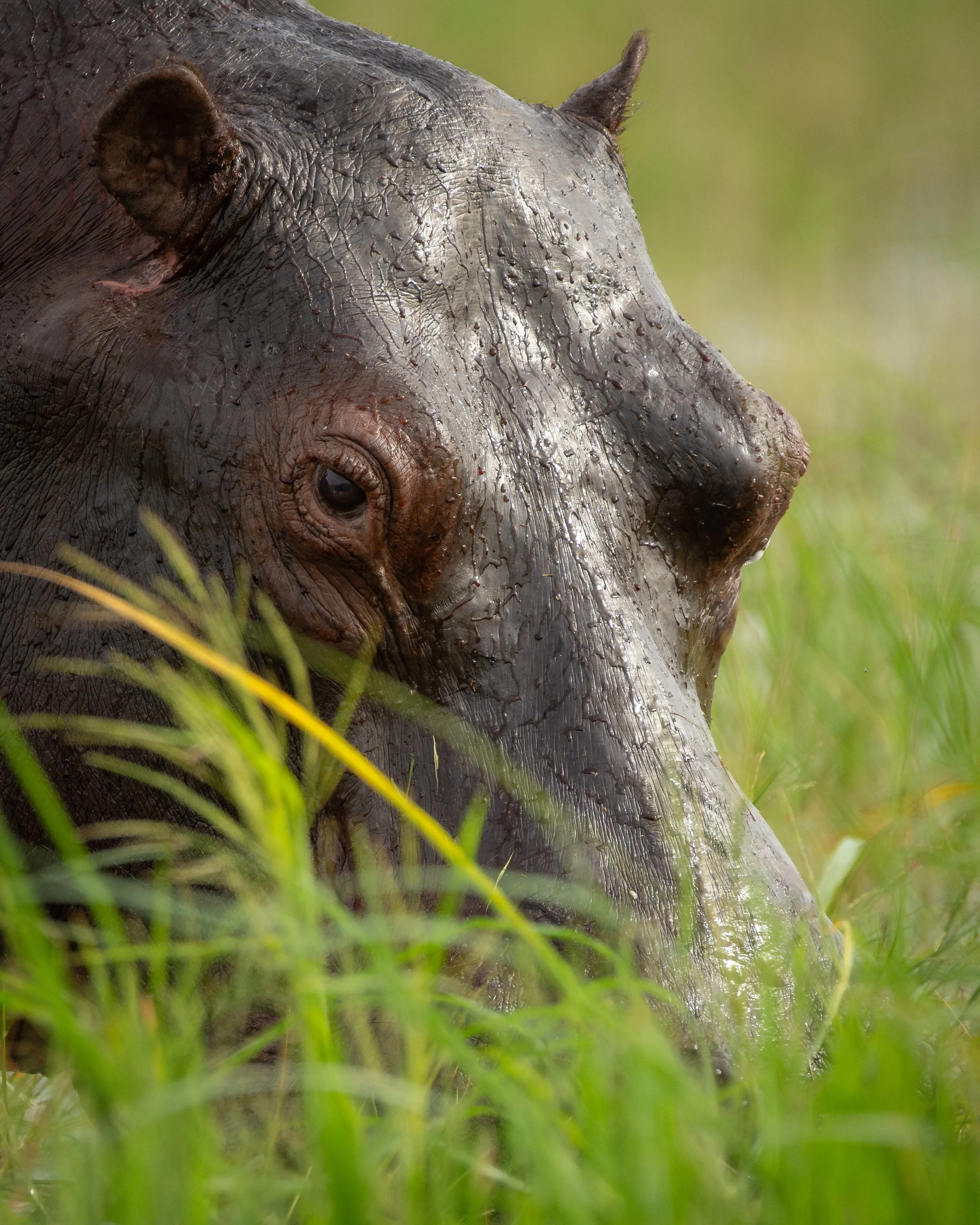 Hippo_03.jpg