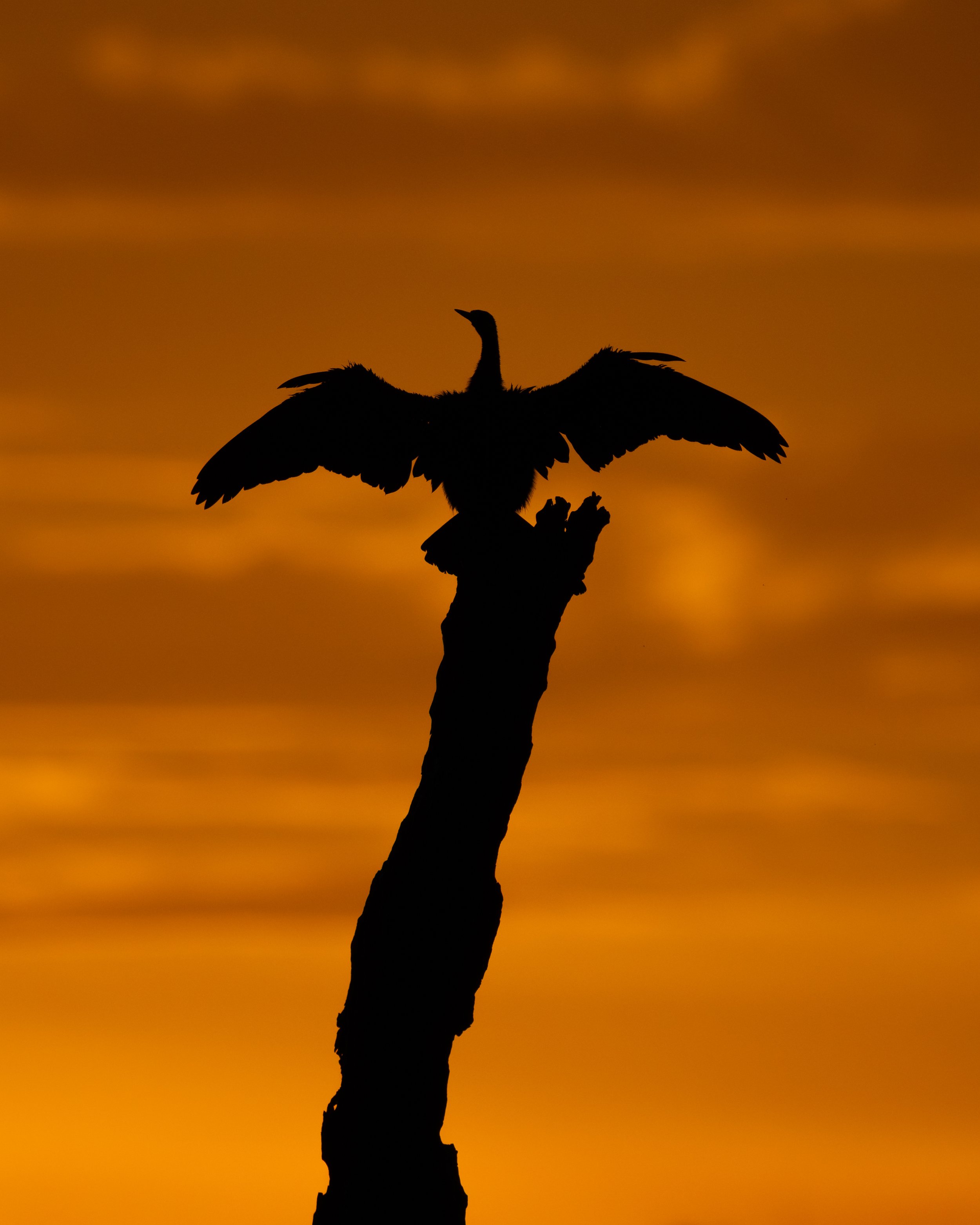 AfricanDarter01.jpg