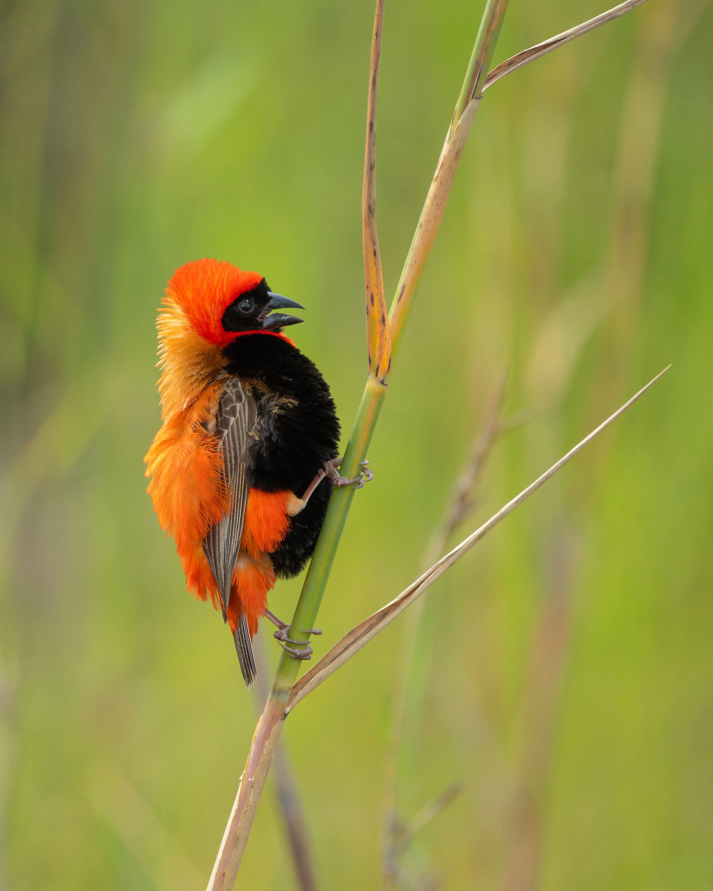 RedBishop03.jpg