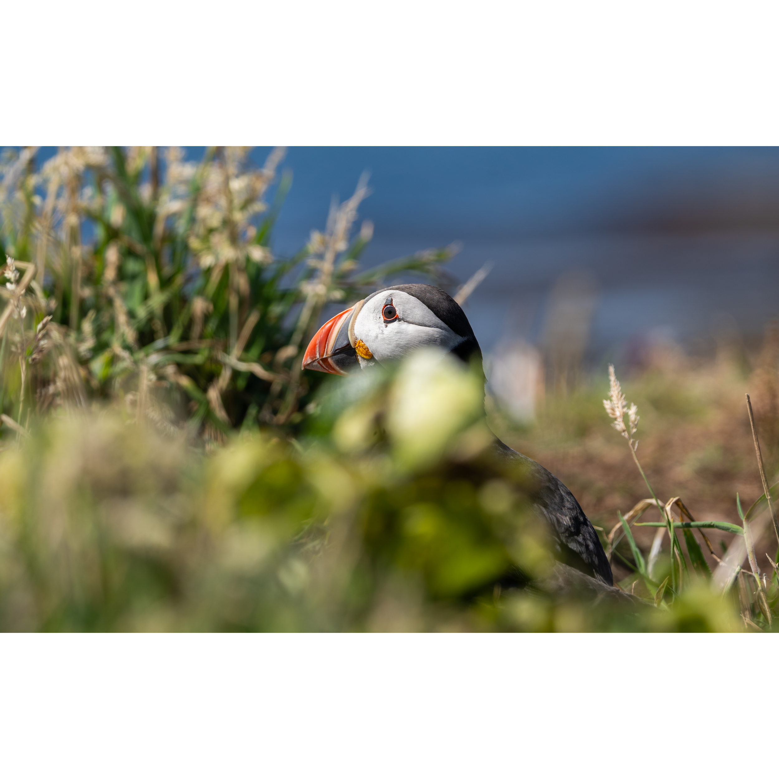 Puffin_7_StorePage.png