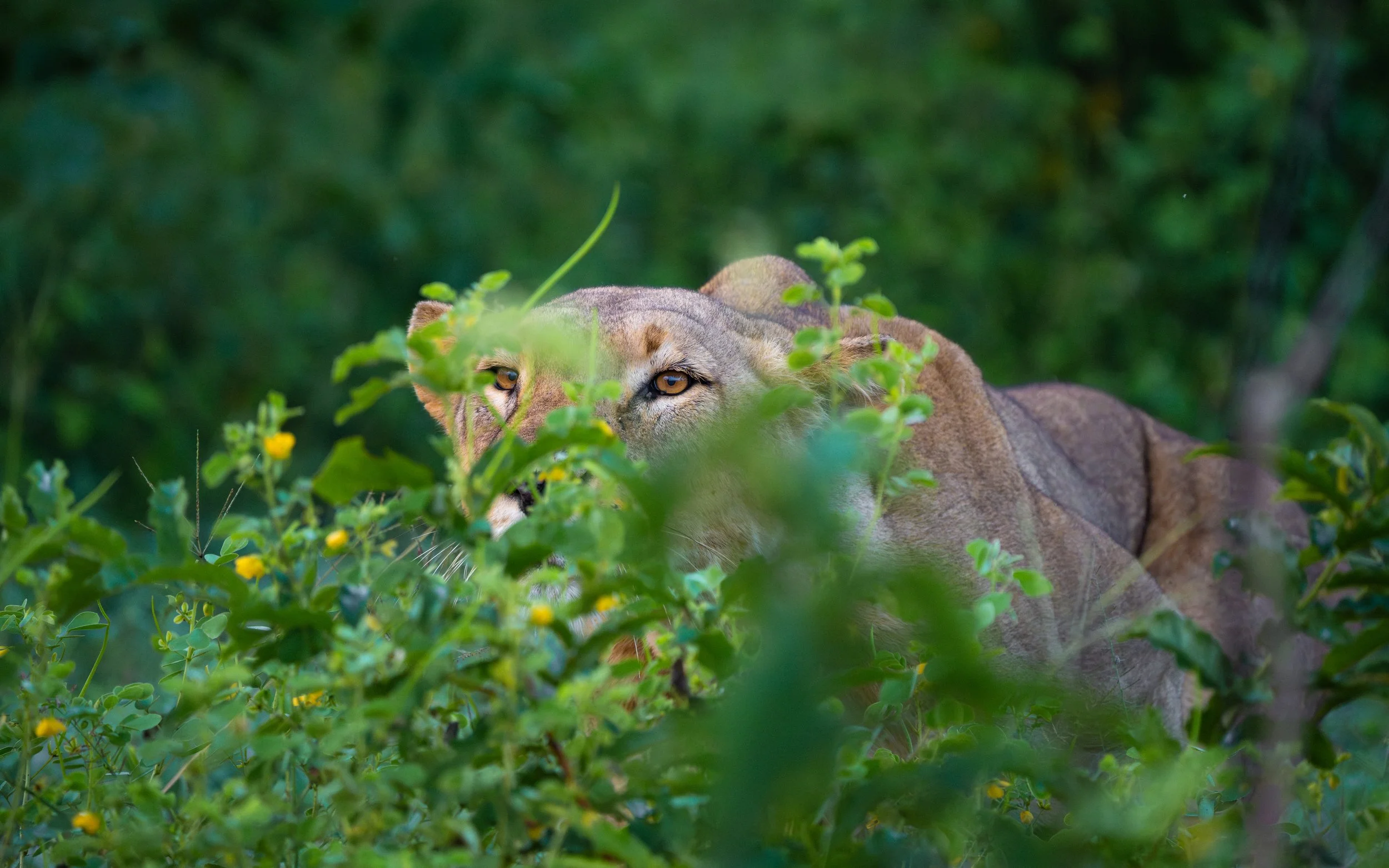 Lioness01-3_WEB.jpg