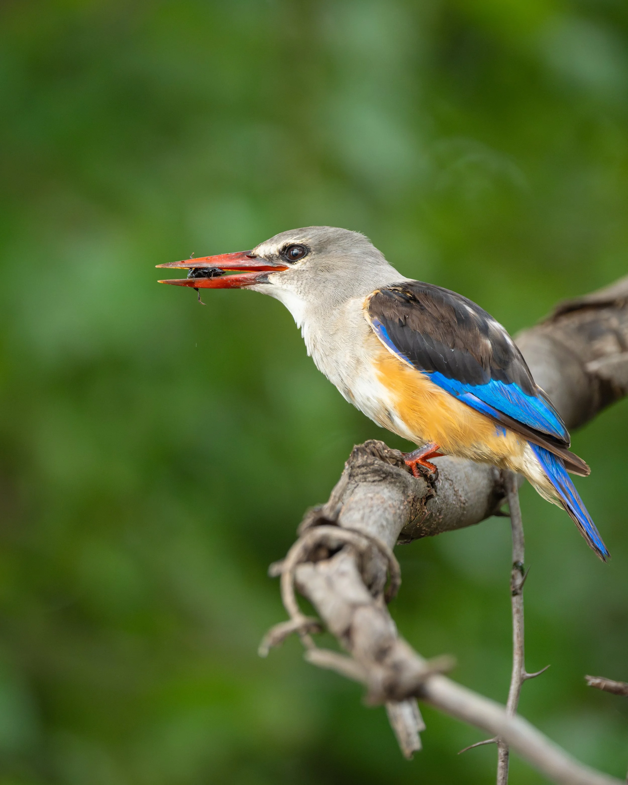 GreyHeadedKingfisher_01.jpg