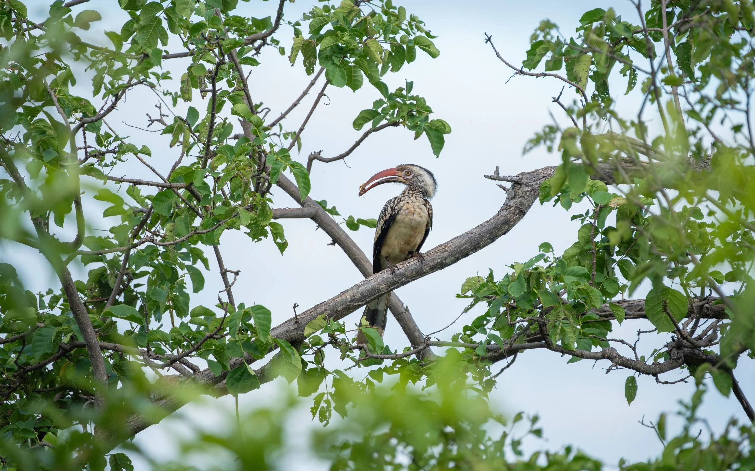 Hornbill01_WEB.jpg