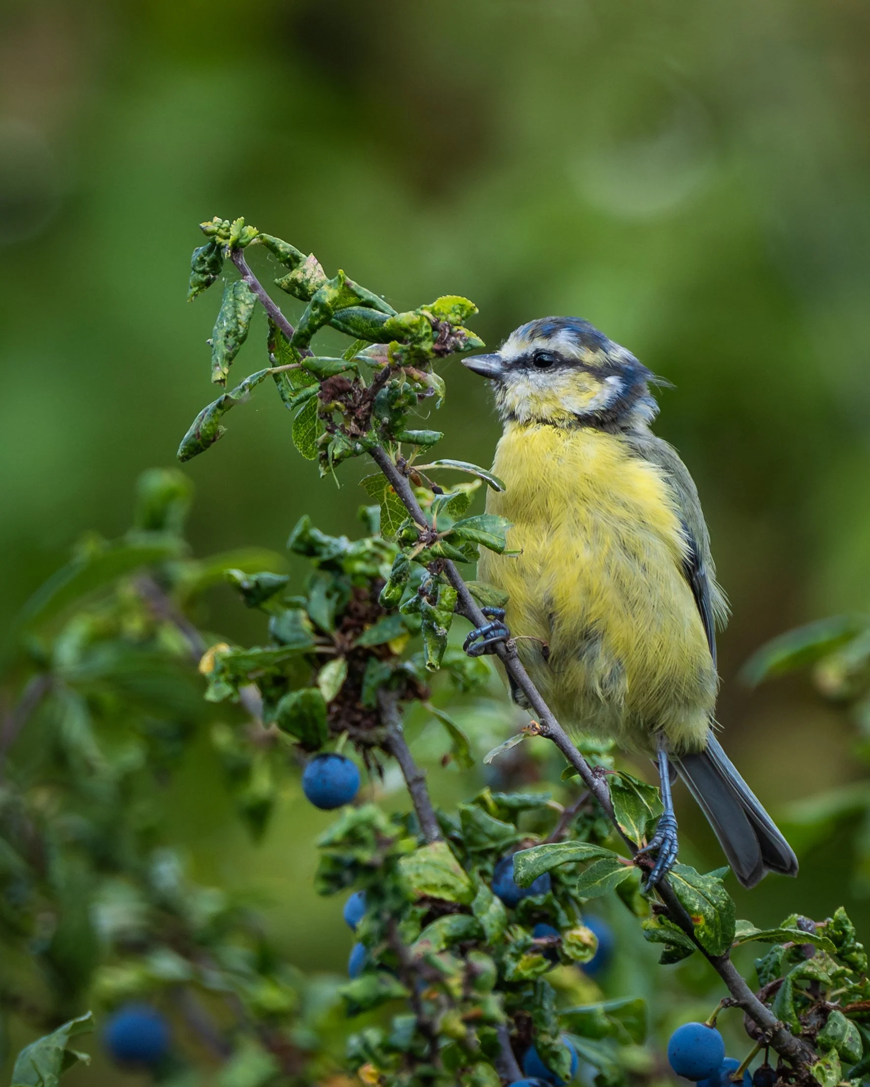 BlueTit_03.jpg
