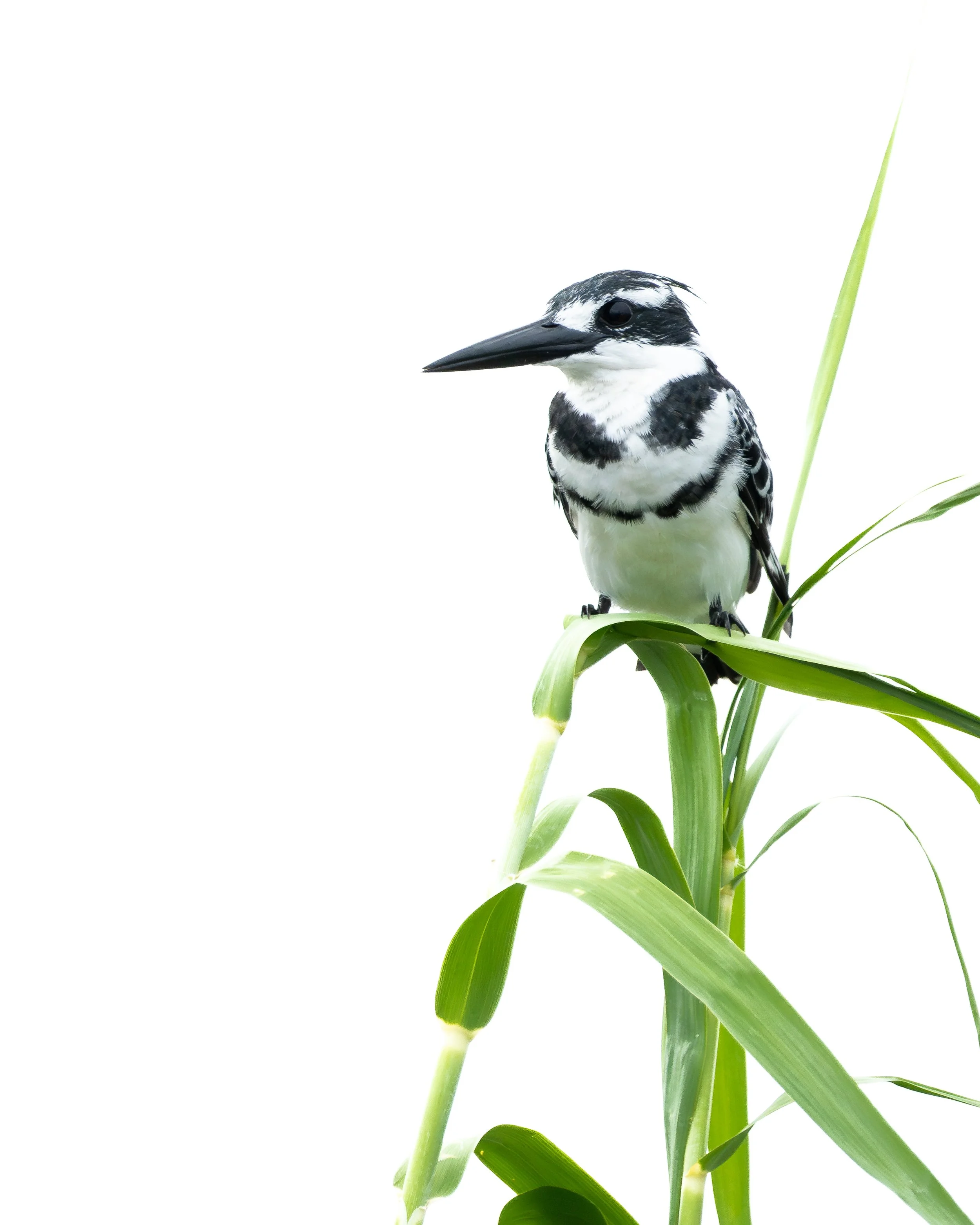 PiedKingfisher02.jpg