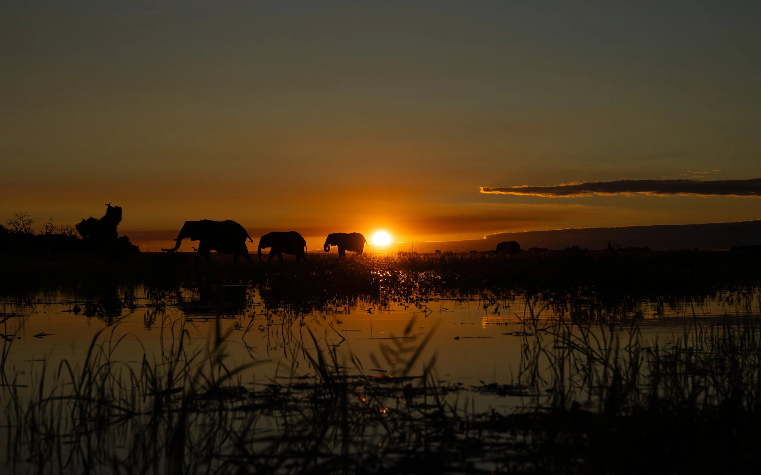 ElephantsAtSunset02.jpg