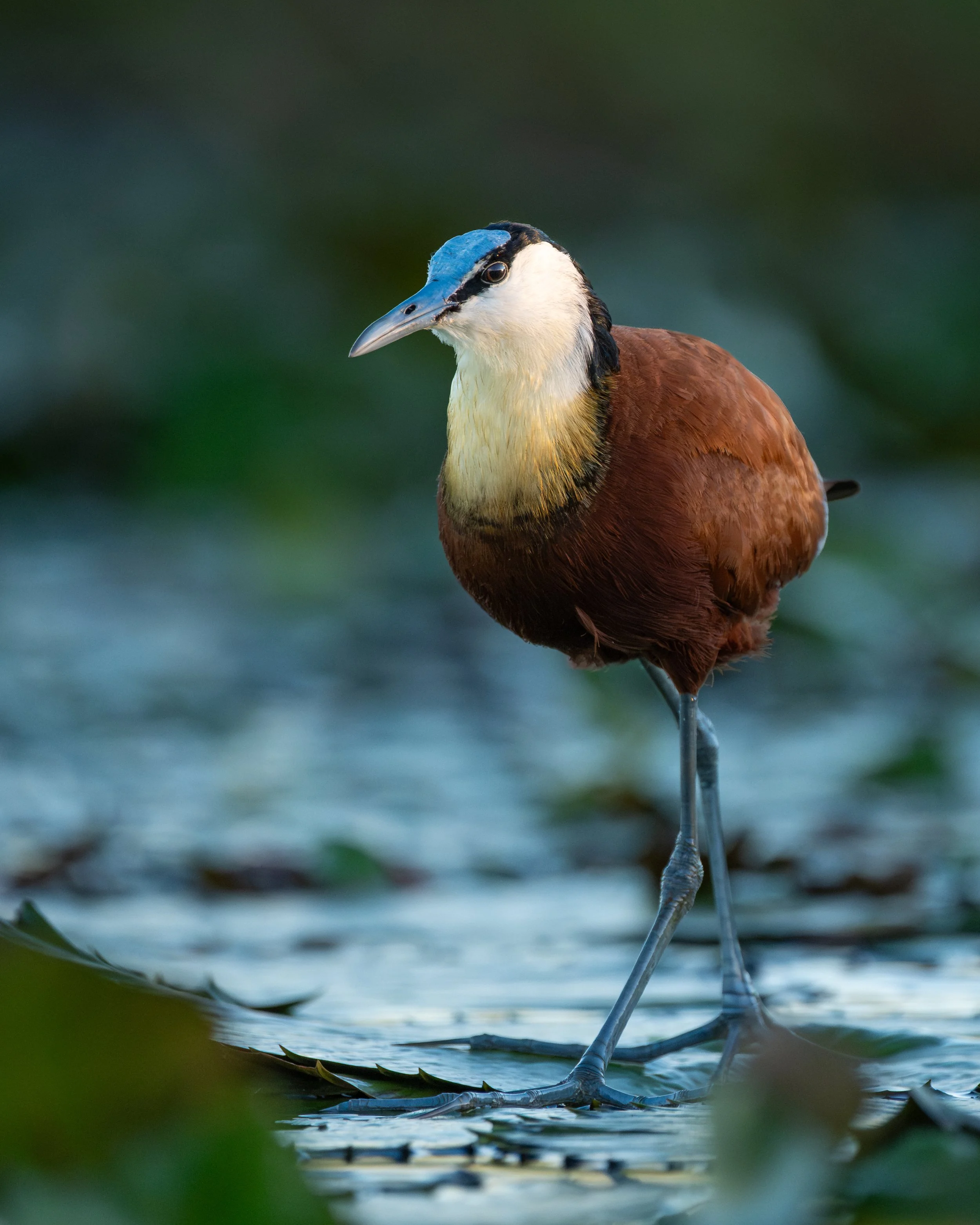 AfricanJacana01.jpg