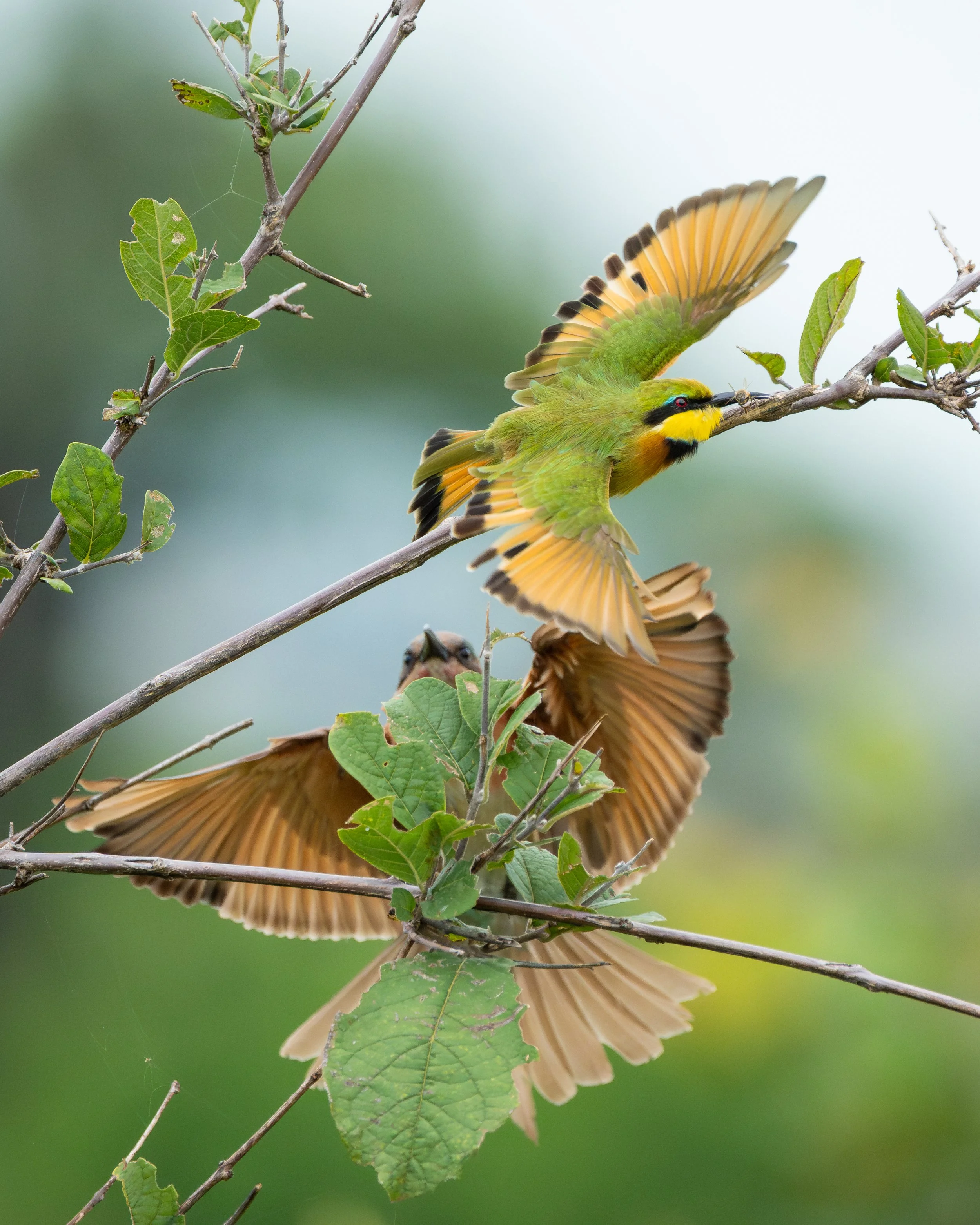 CarmineAndLitteBeeEaters01.jpg