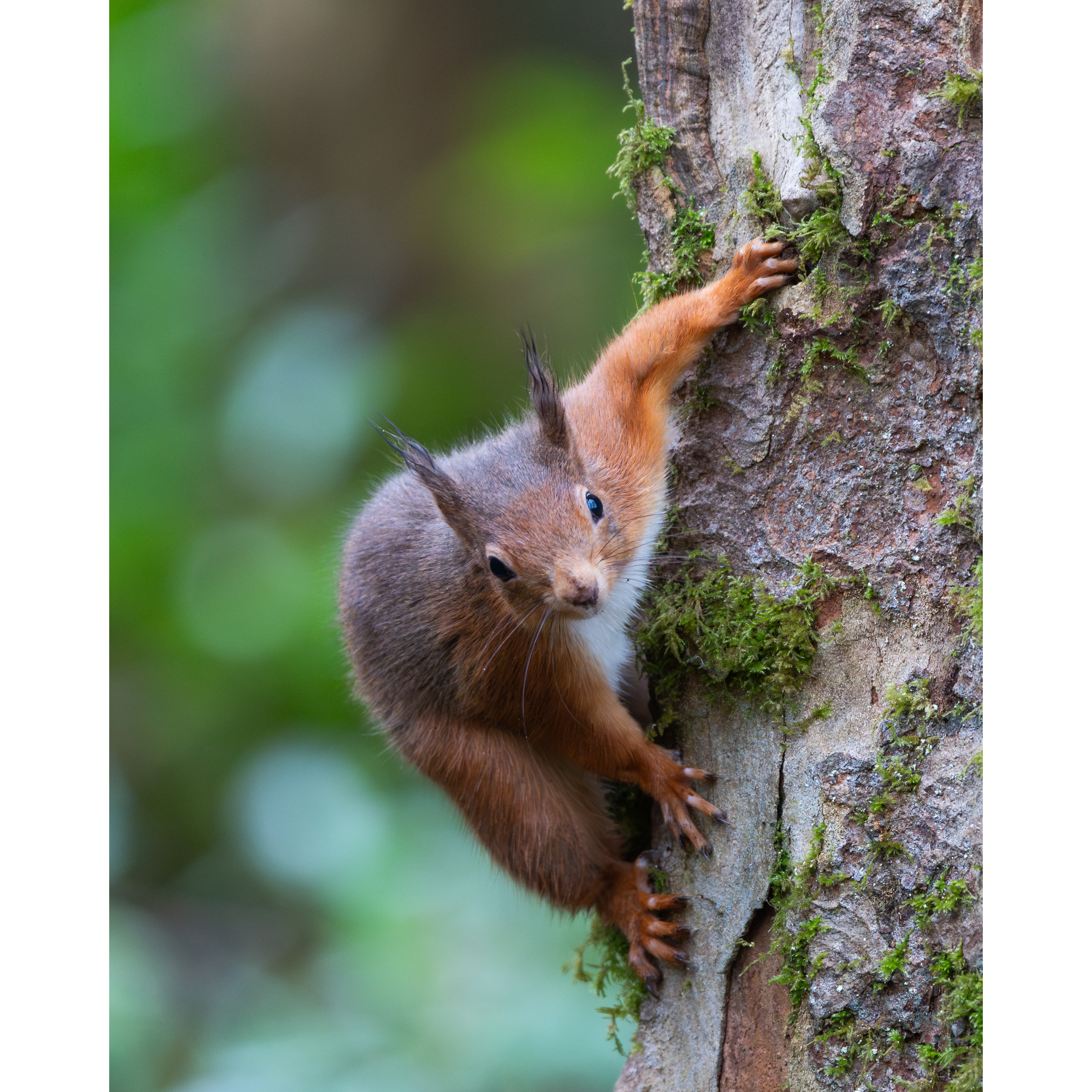 RedSquirrel6StorePage.png