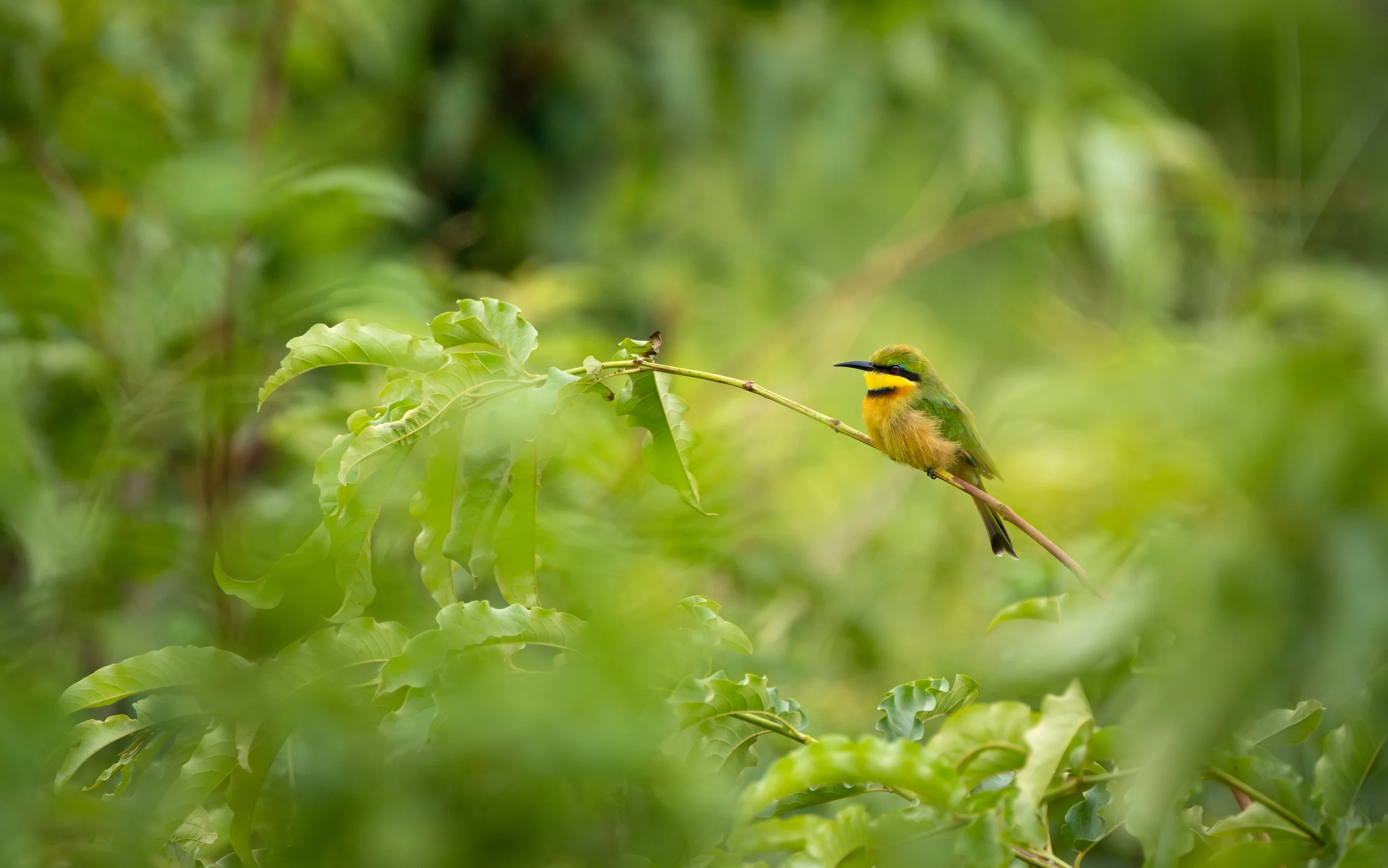 LittleBeeEater01.jpg