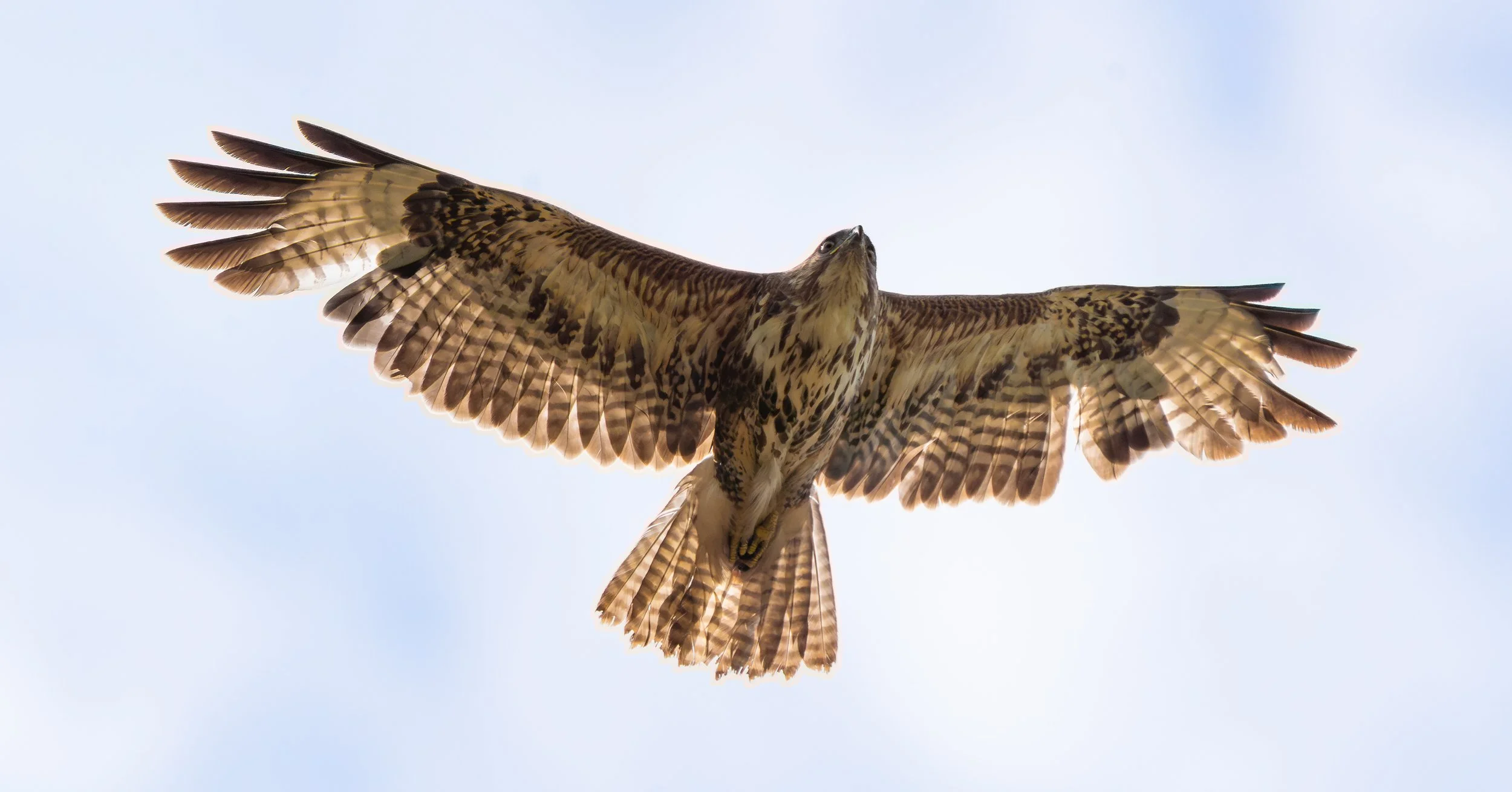 Buzzard_02.jpg