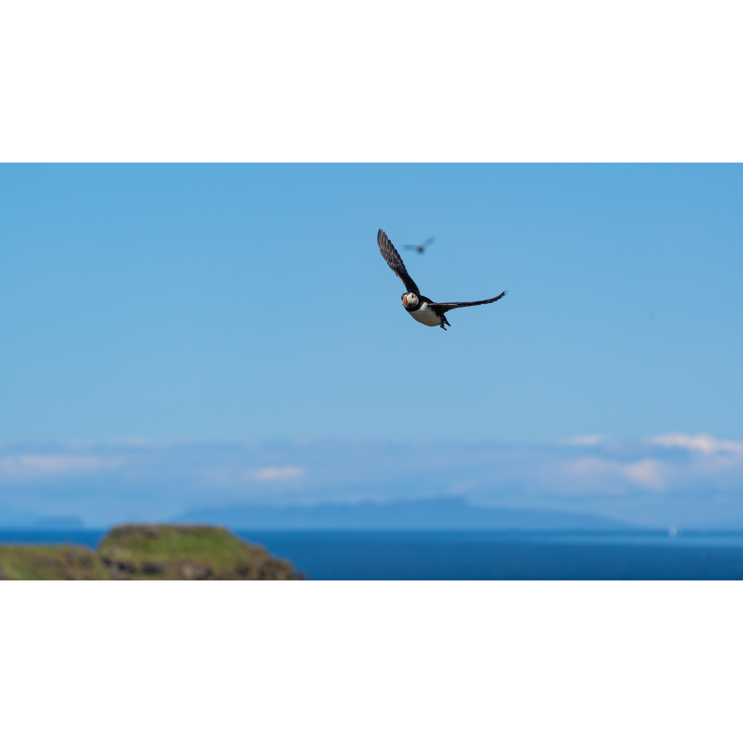 Puffin_5_StorePage.png