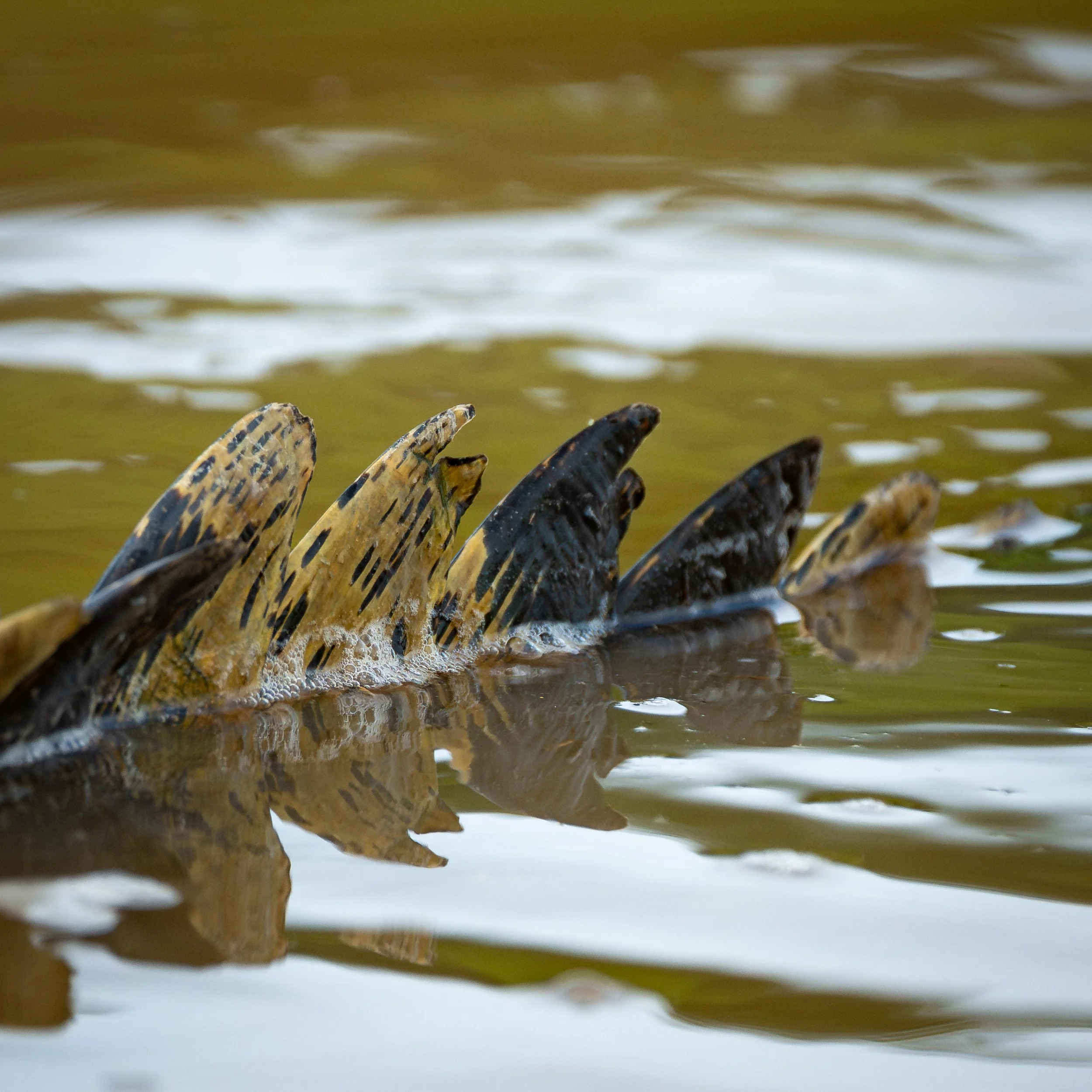 CrocodileScales2.jpg