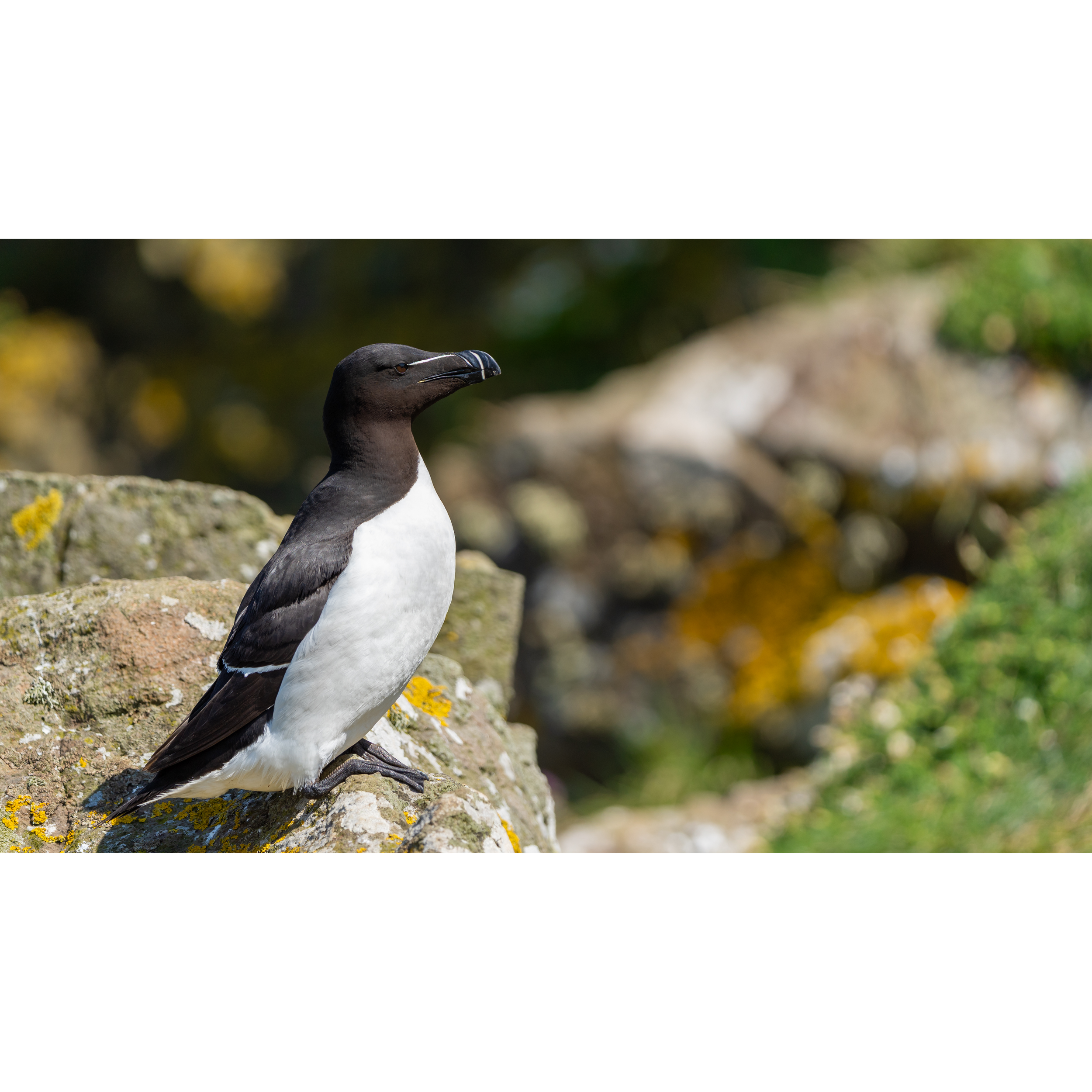 Razorbill_3-2_StorePage.png