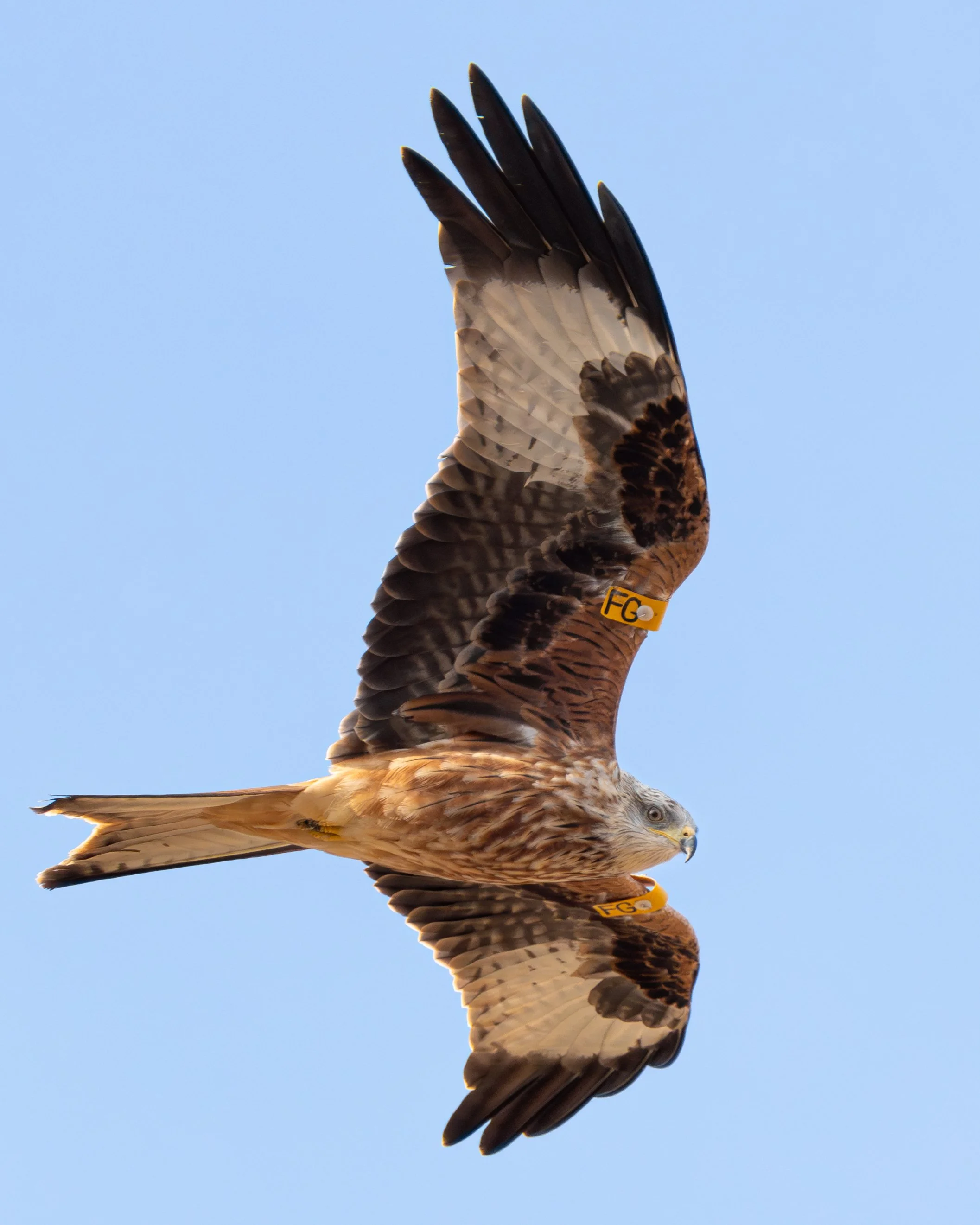 RedKite-7.jpg