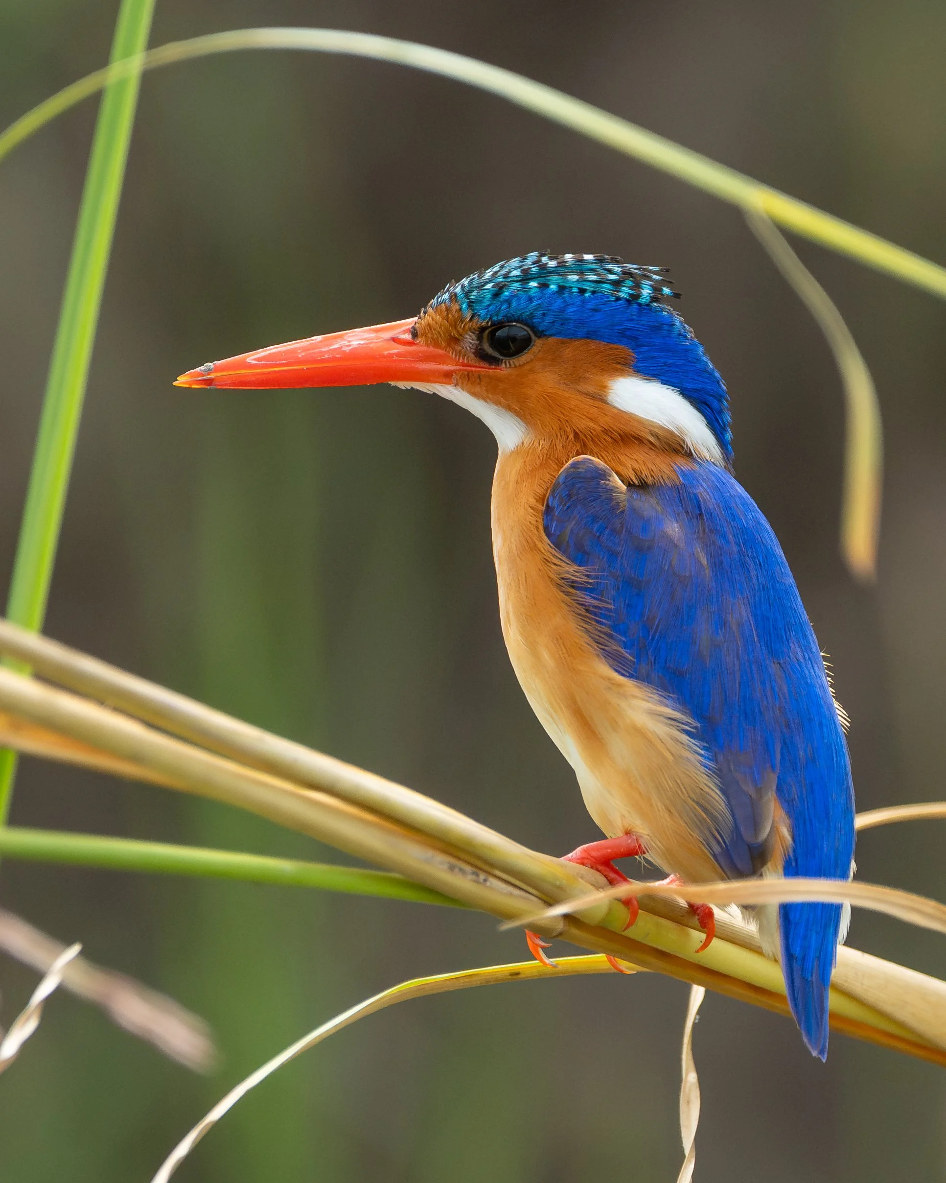 MalachiteKingfisher_04.jpg