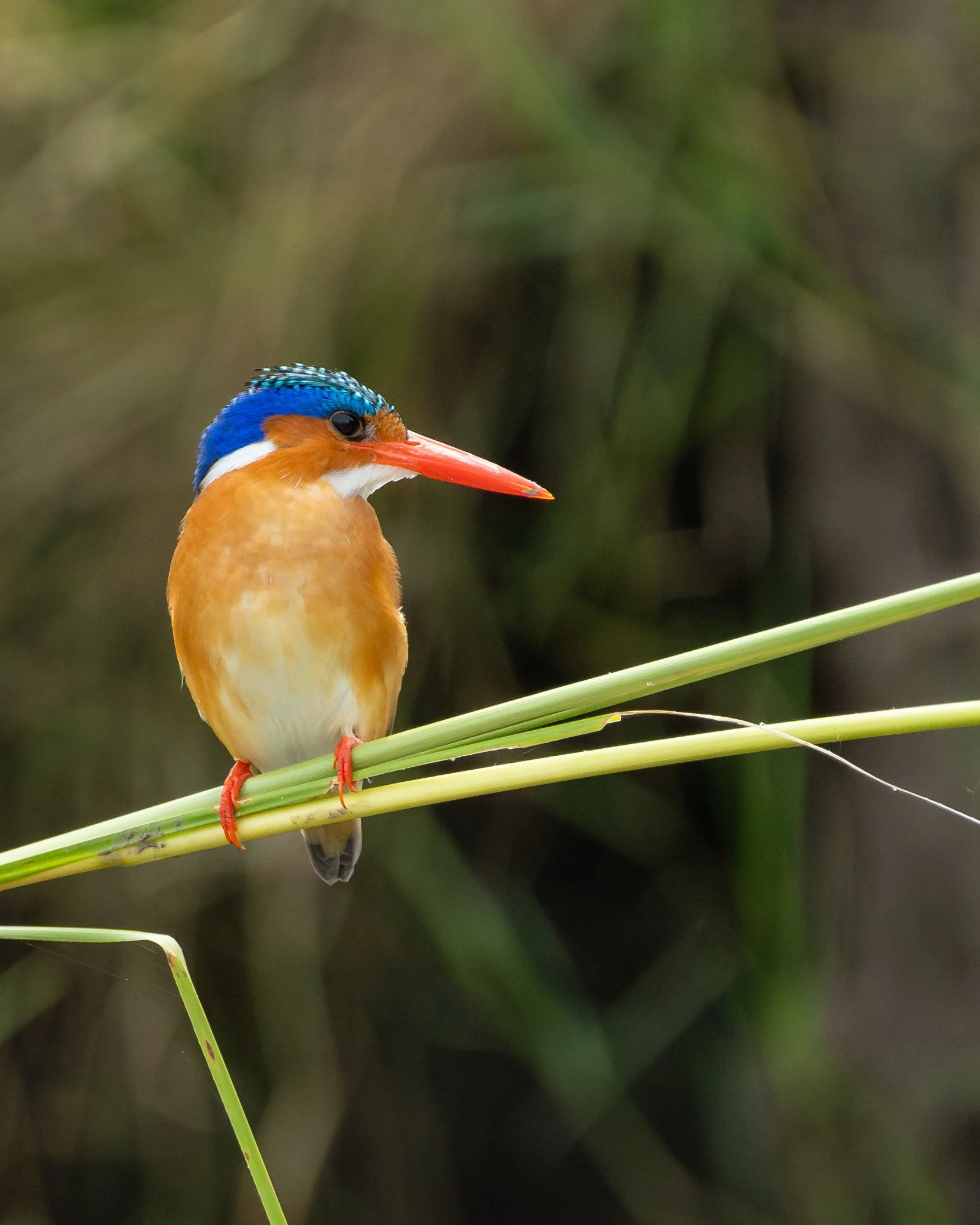 MalachiteKingfisher_06.jpg