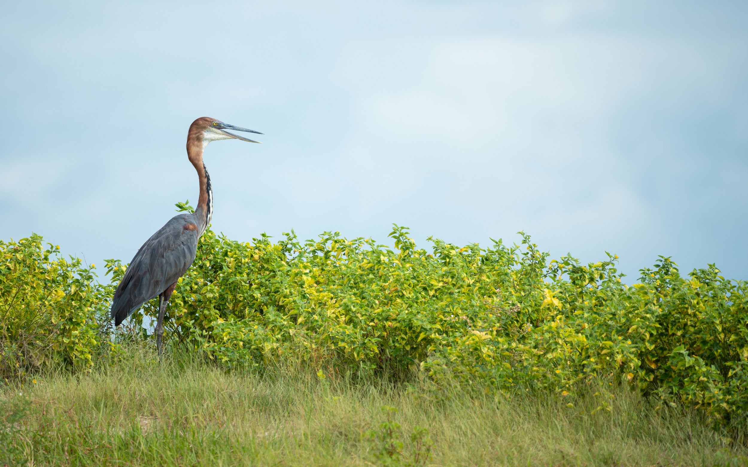 GoliathHeron01.jpg