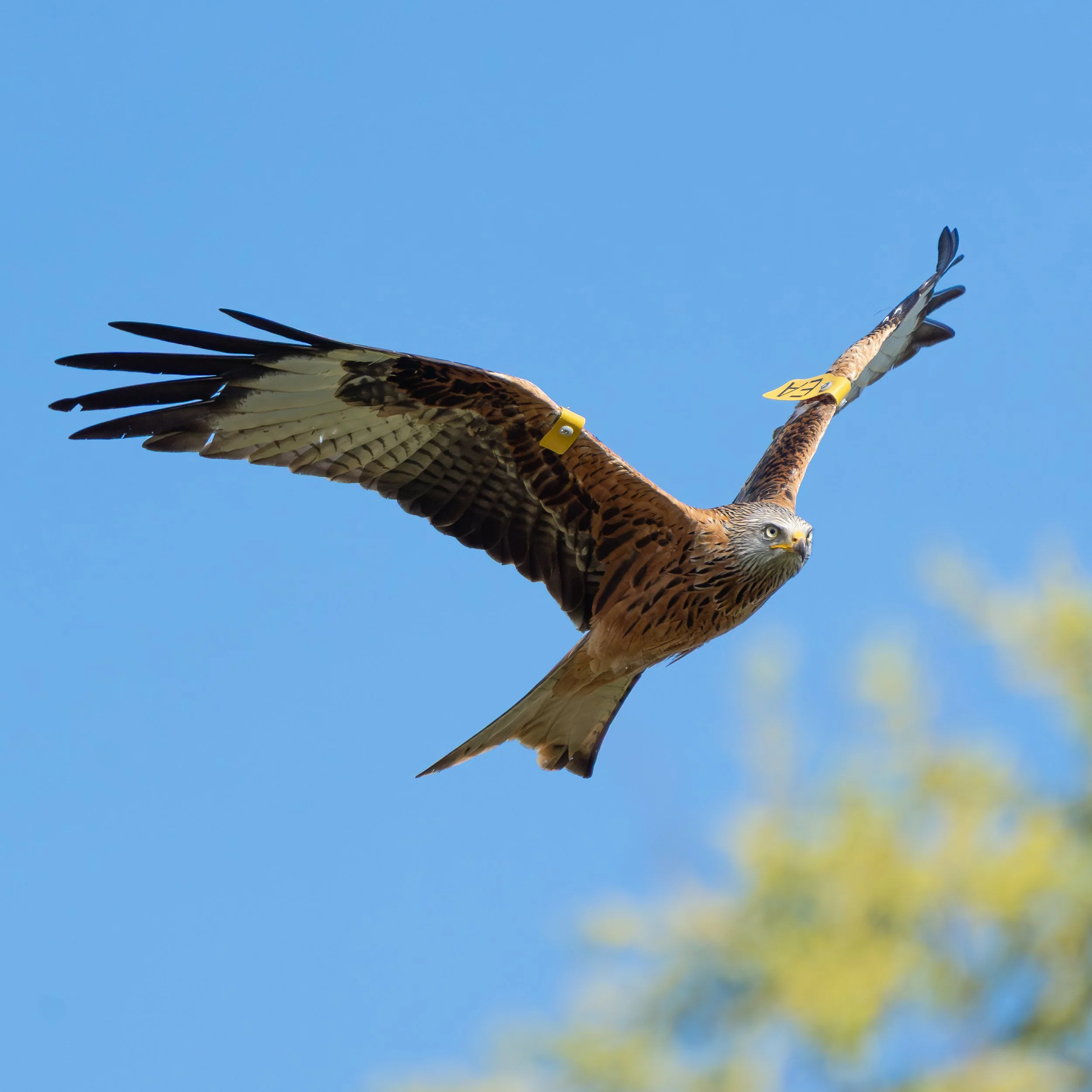 RedKite_1.jpg