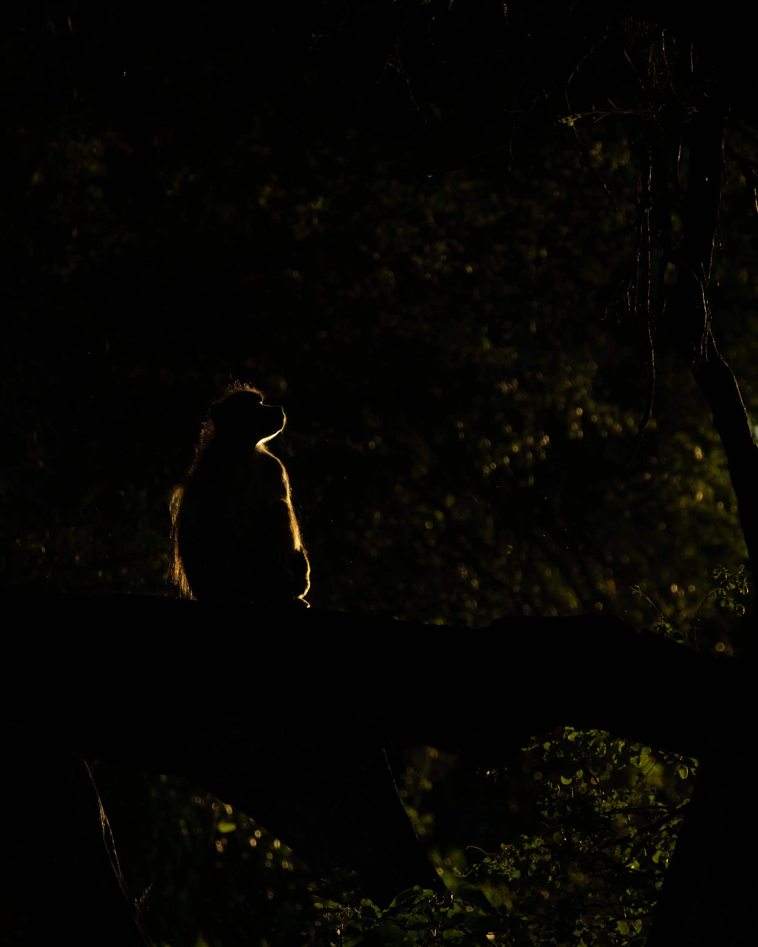 BaboonBacklit02.jpg