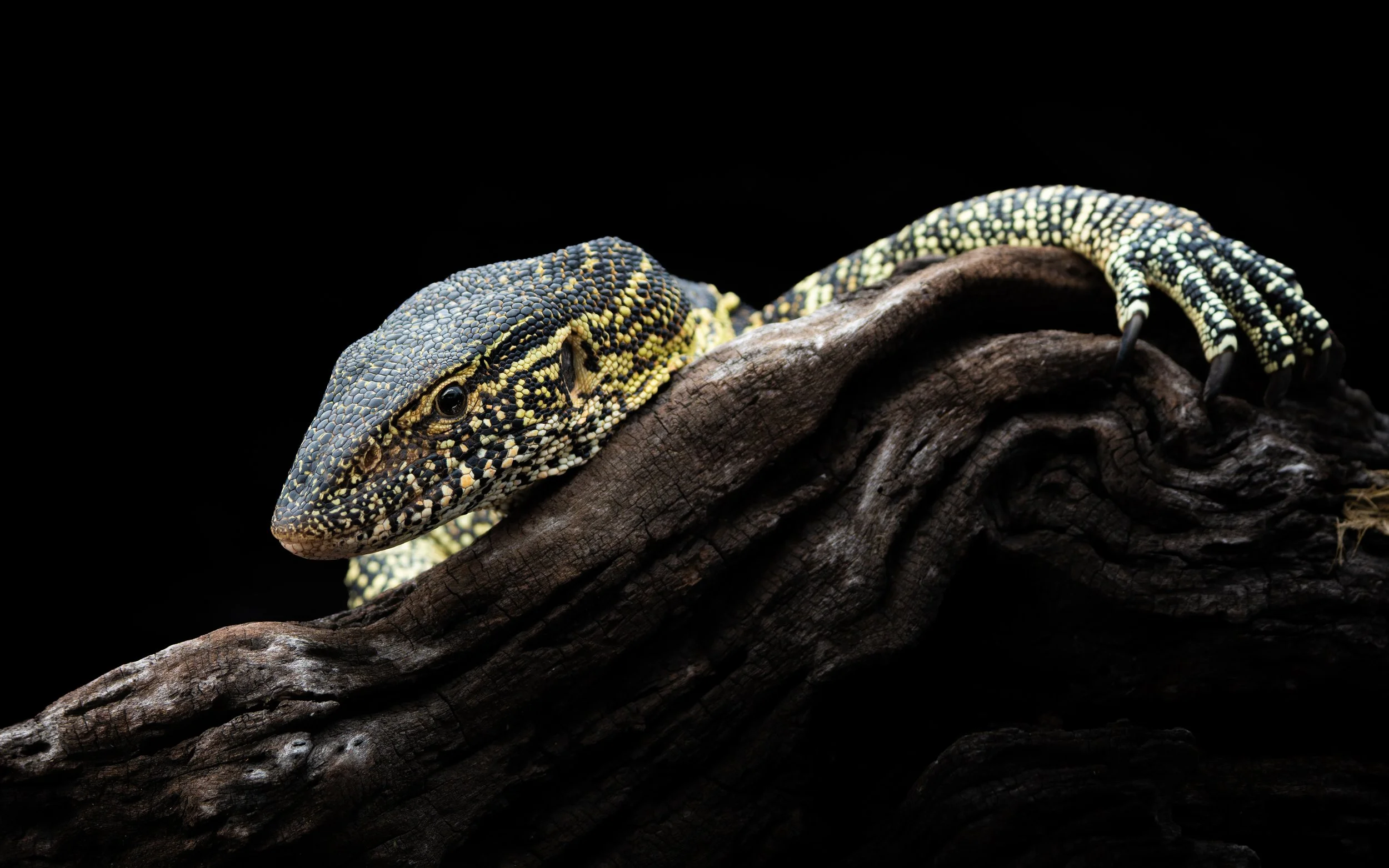 WaterMonitorLizard02.jpg