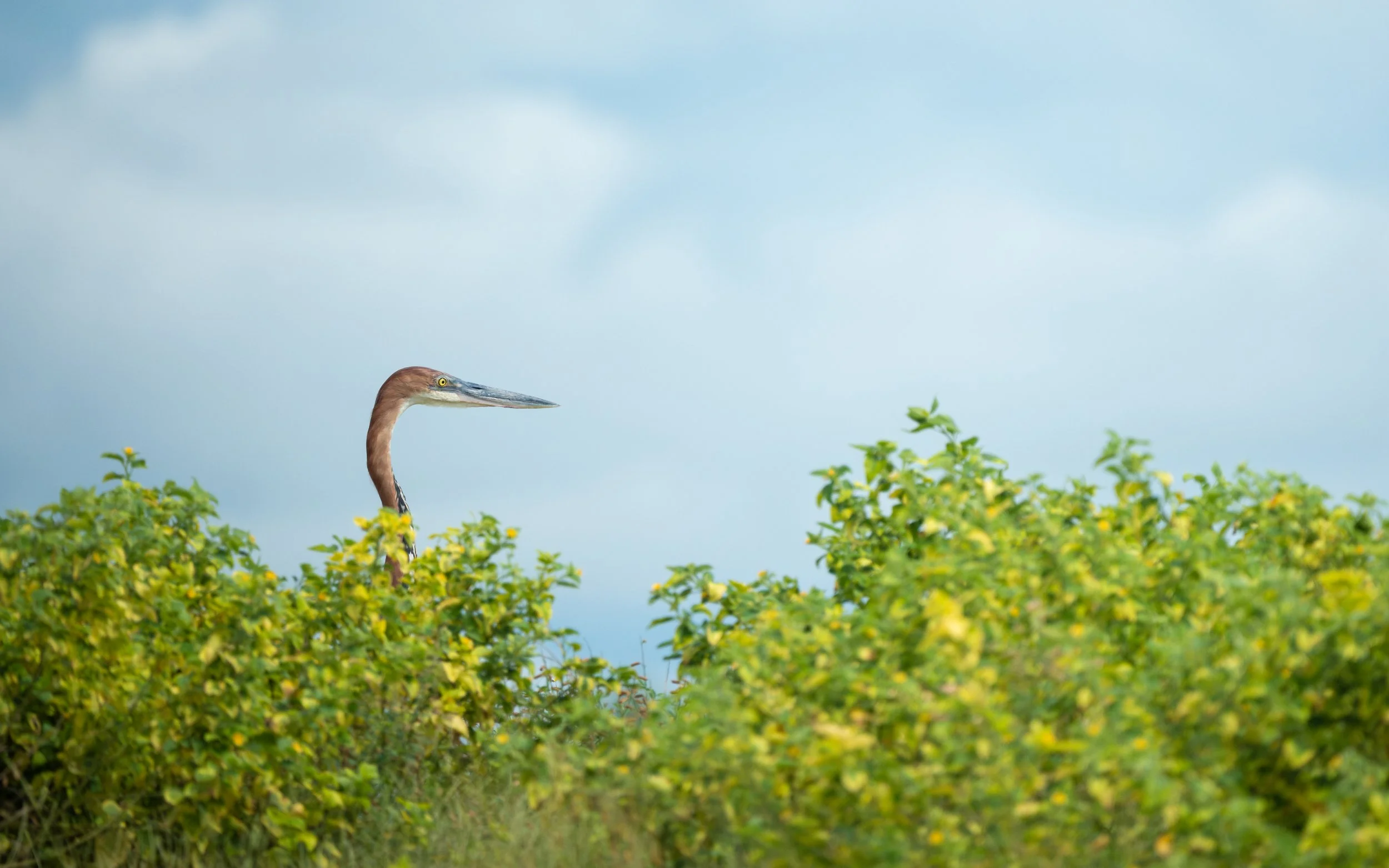GoliathHeron02.jpg