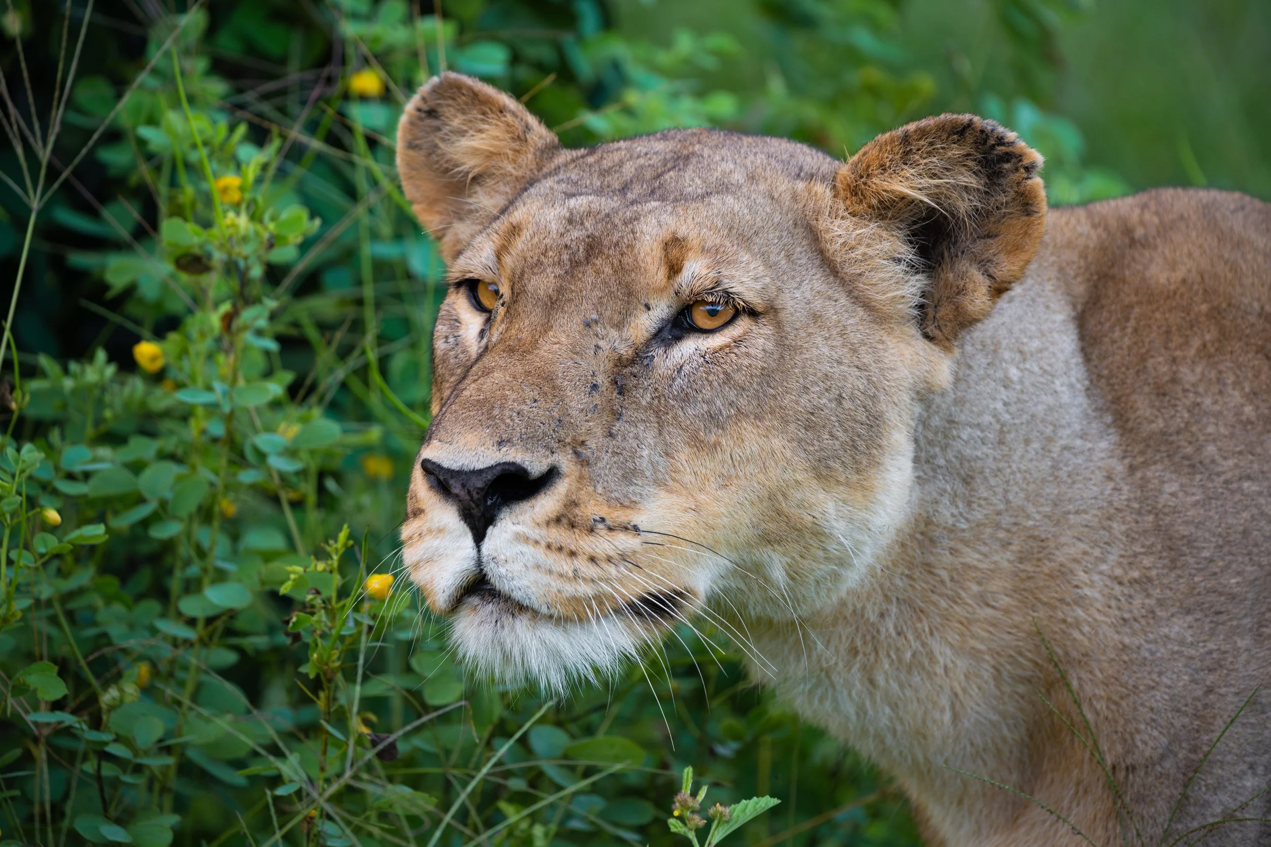 Lioness01-8_WEB.jpg