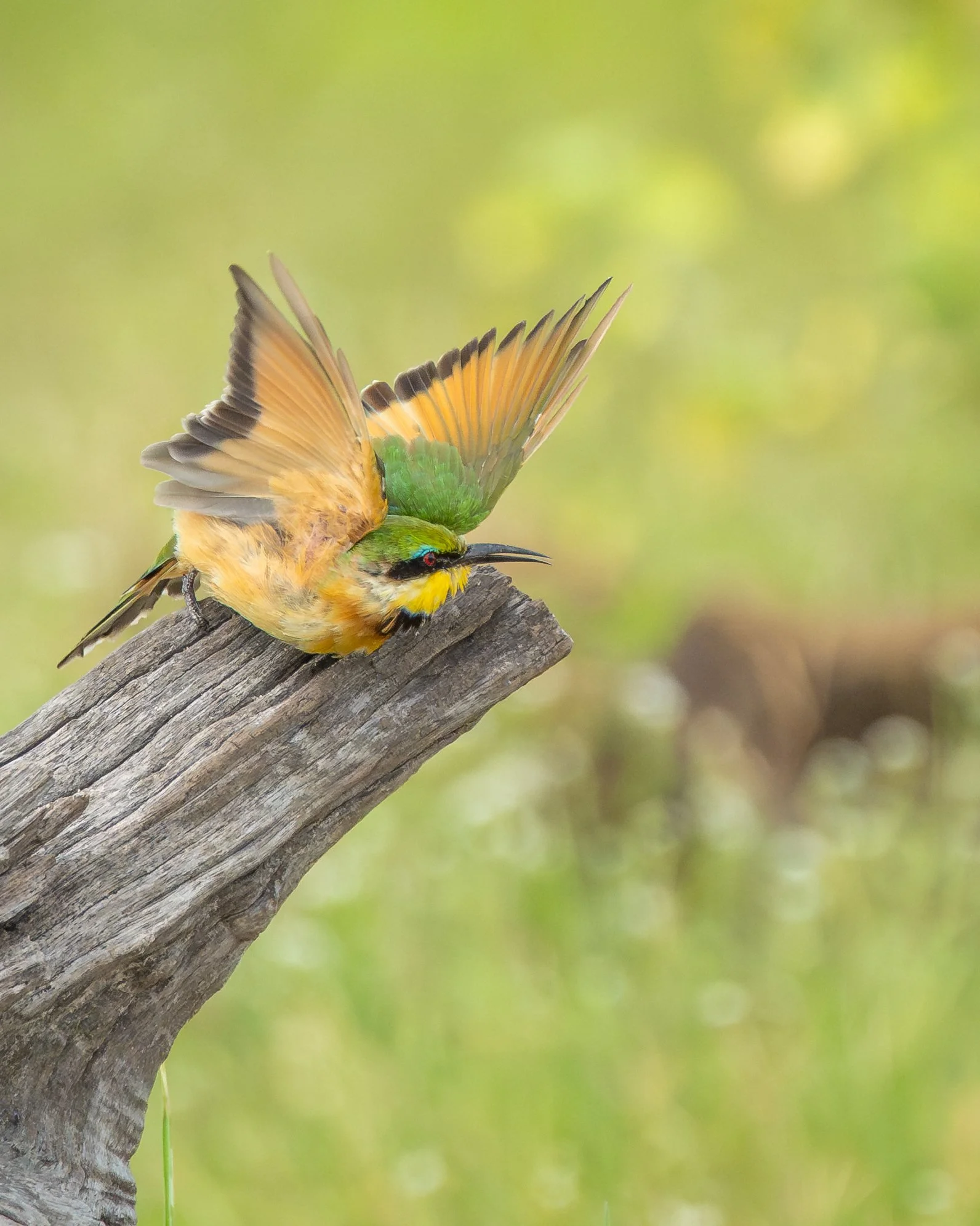 LittleBeeEaterTakeOff_02.jpg