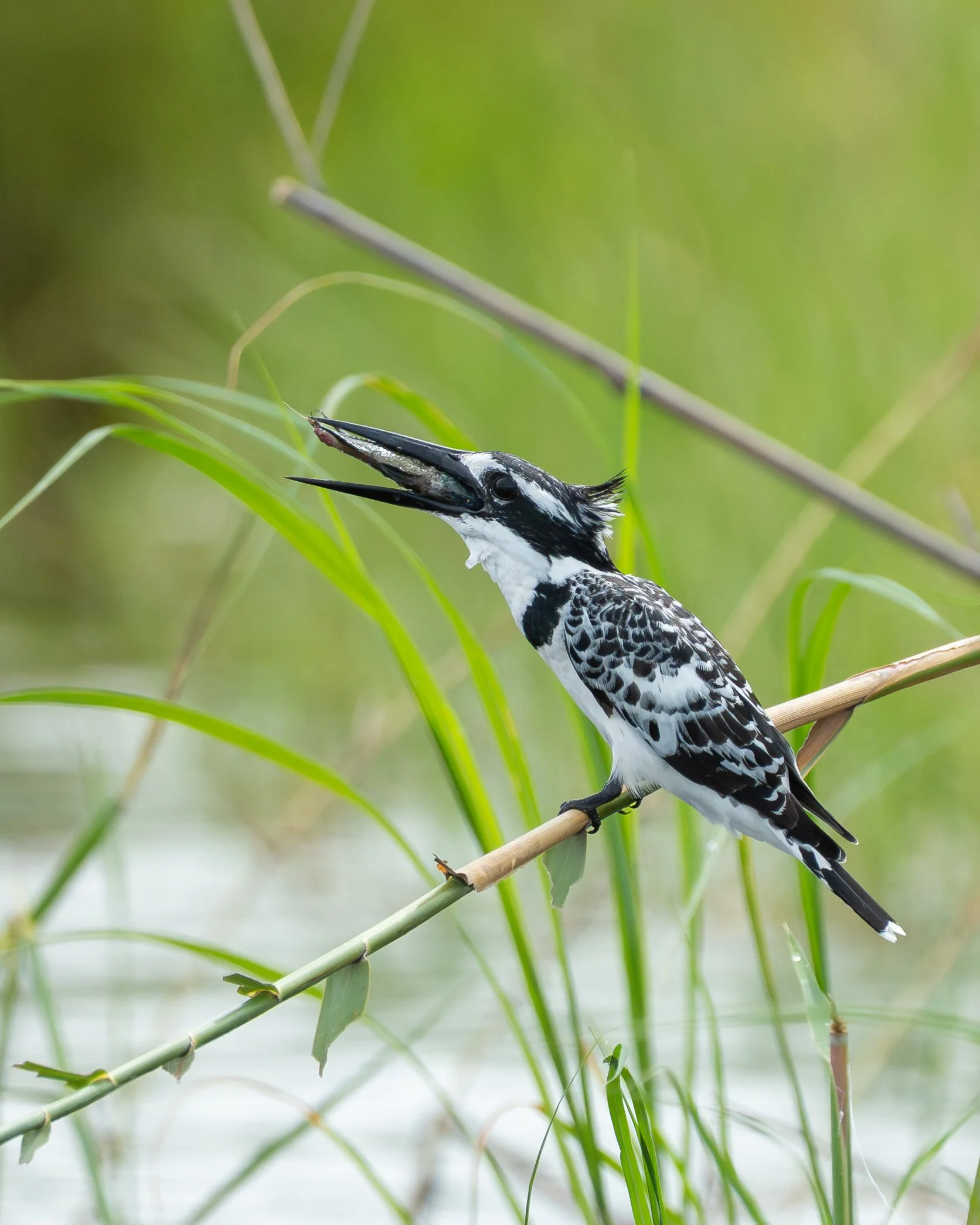 PiedKingfisher_03.jpg