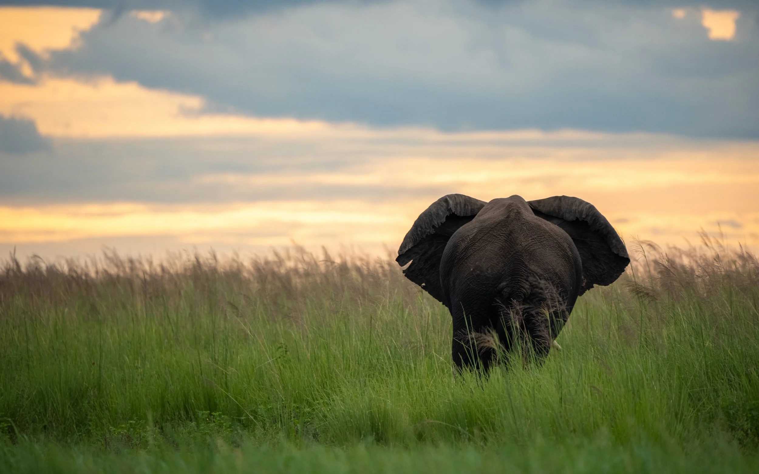 ElephantSunset03_WEB.jpg