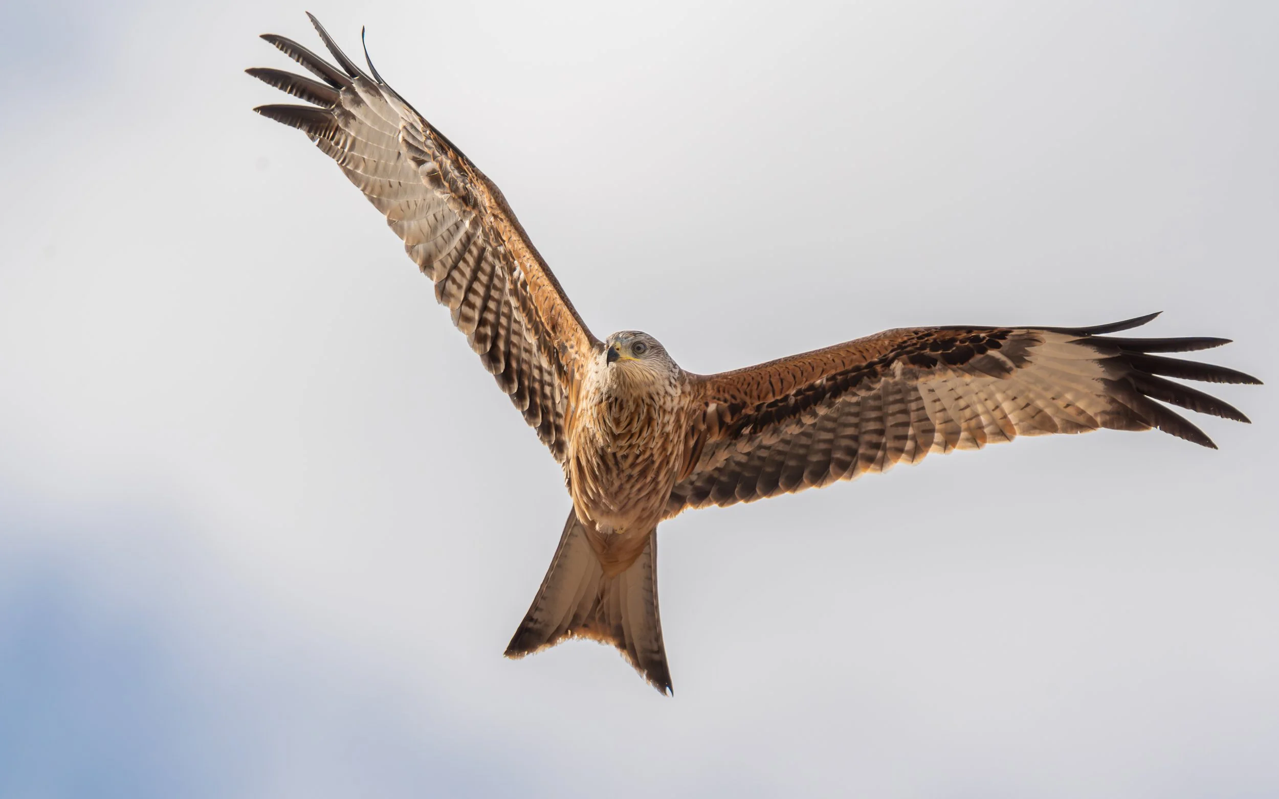 RedKite-3.jpg