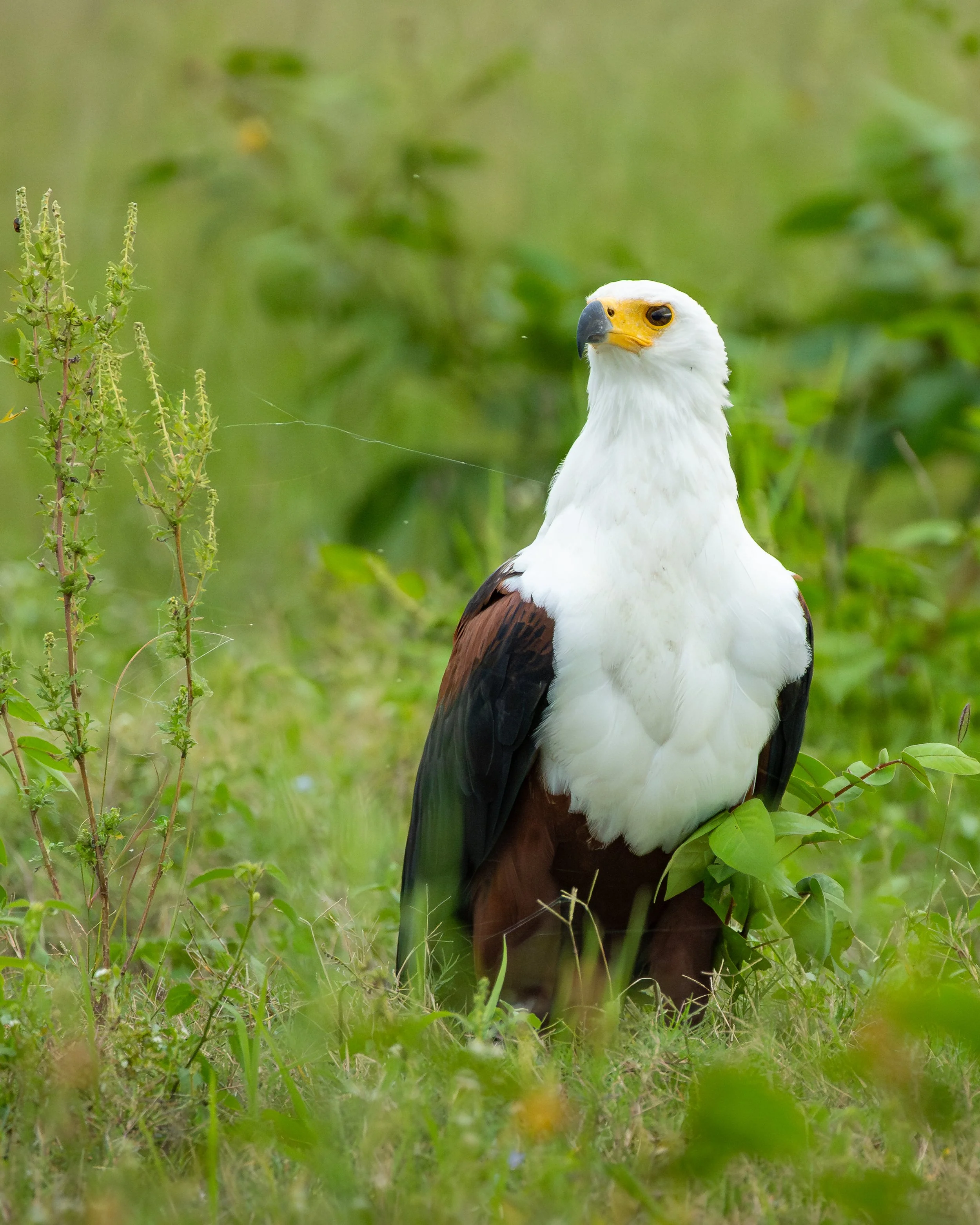 FishEagle03.jpg