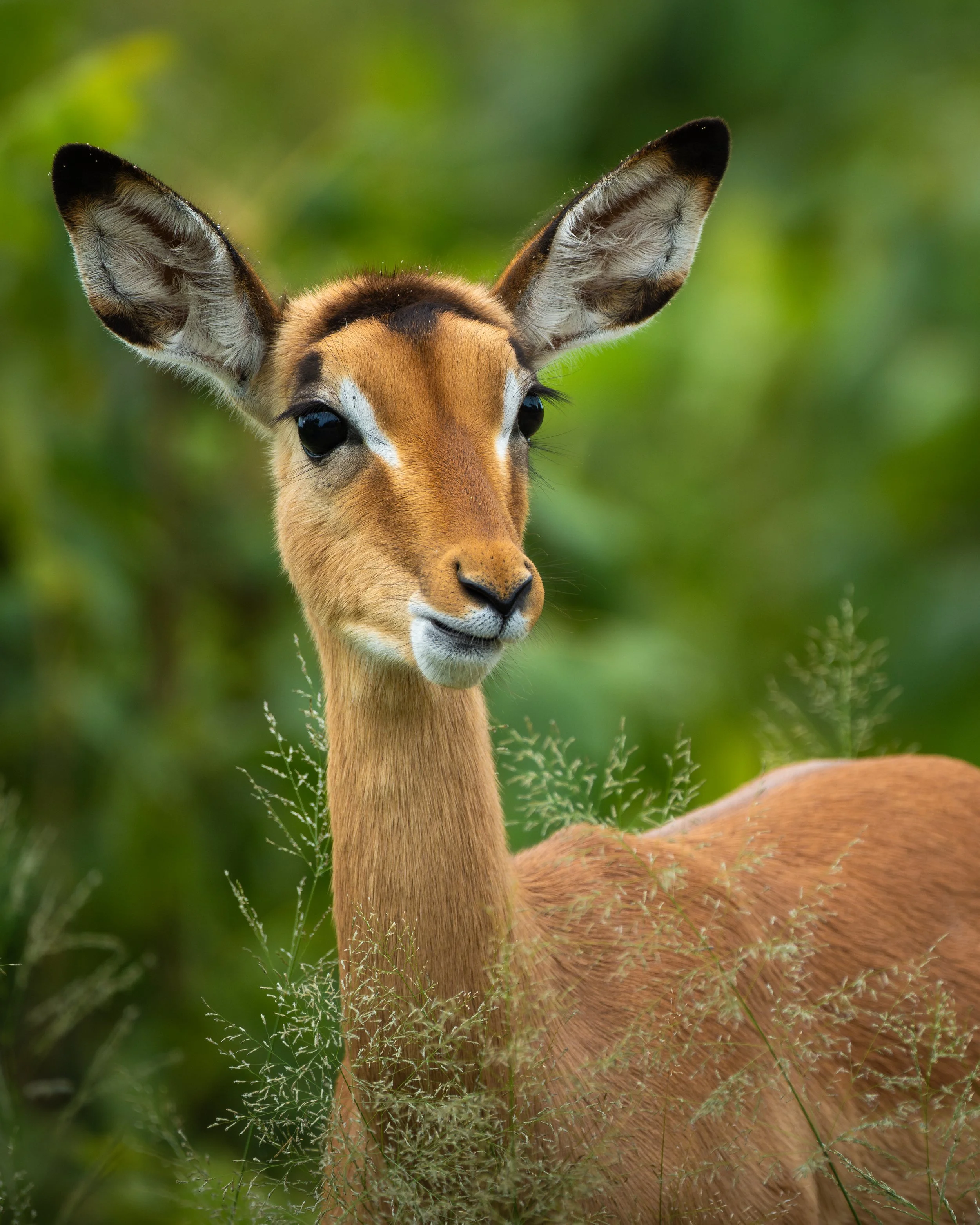 Impala_01.jpg