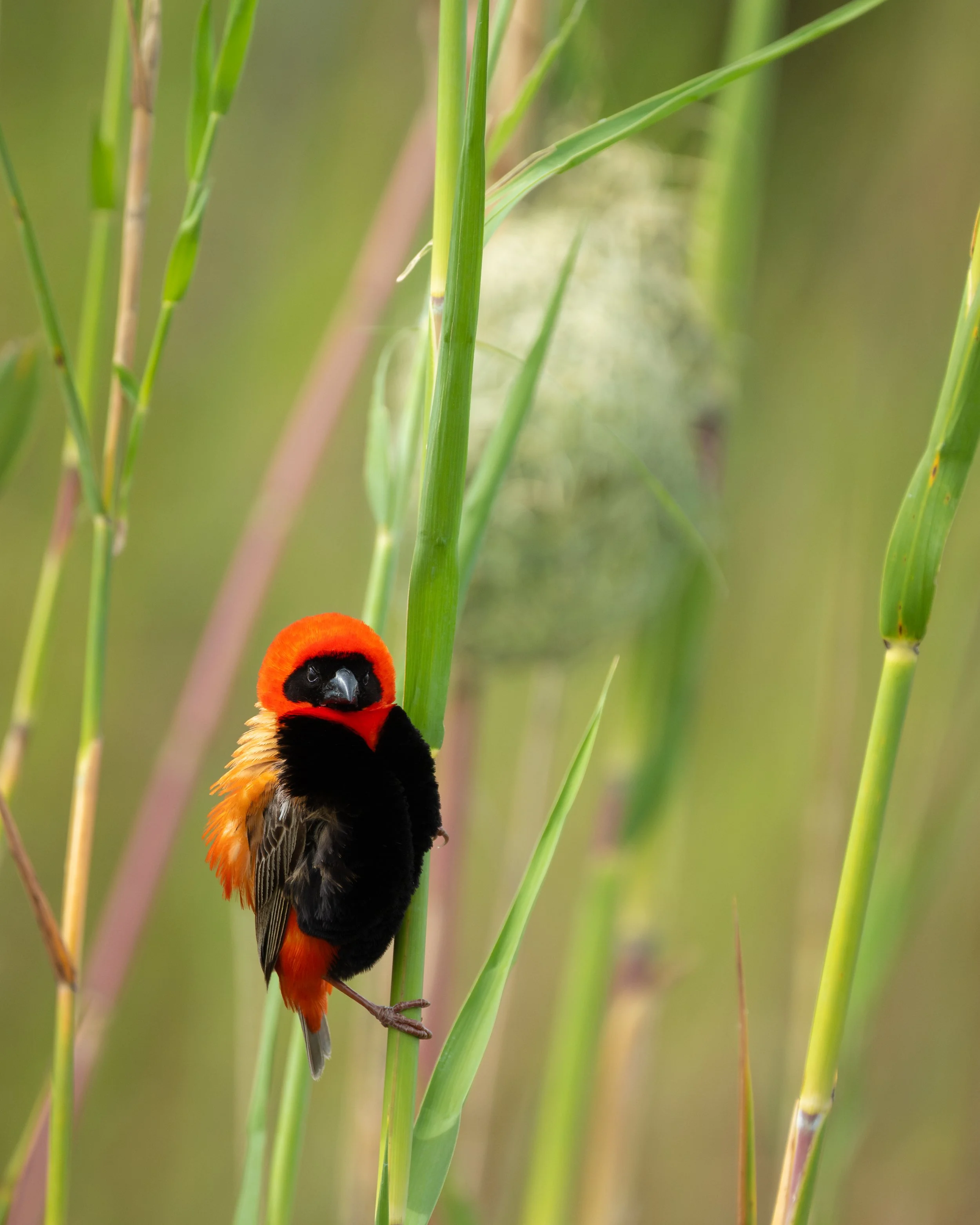 RedBishop04.jpg
