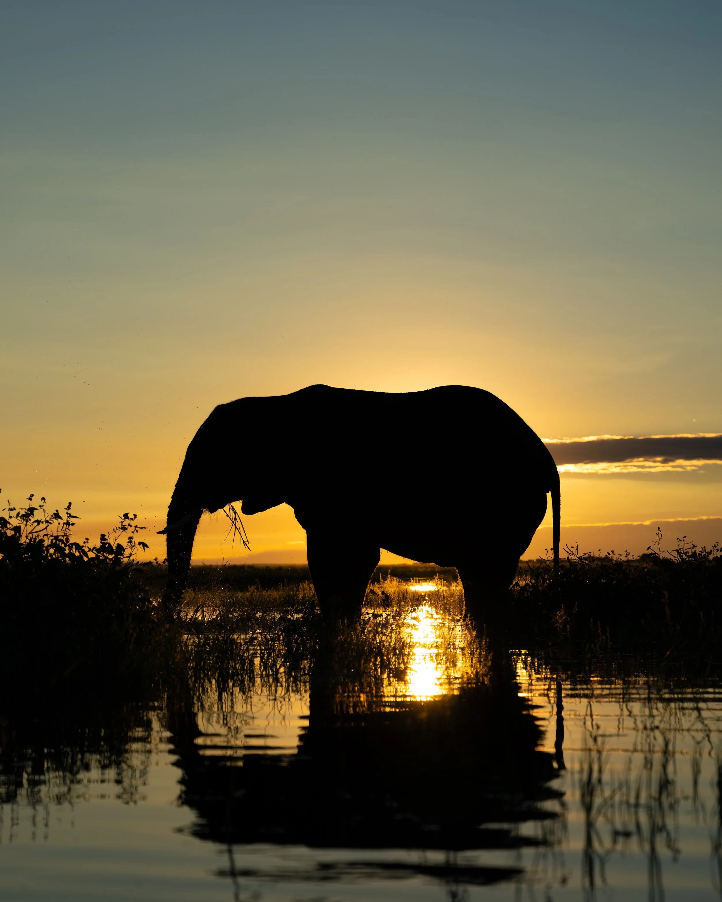 Elephant02.jpg