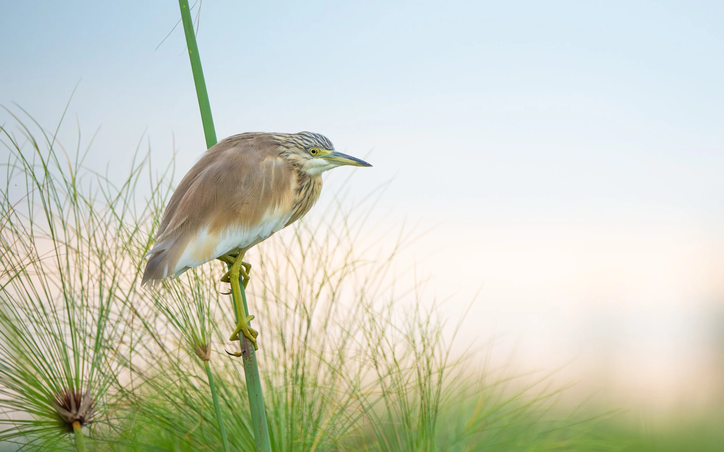 squacco_heron_02.jpg
