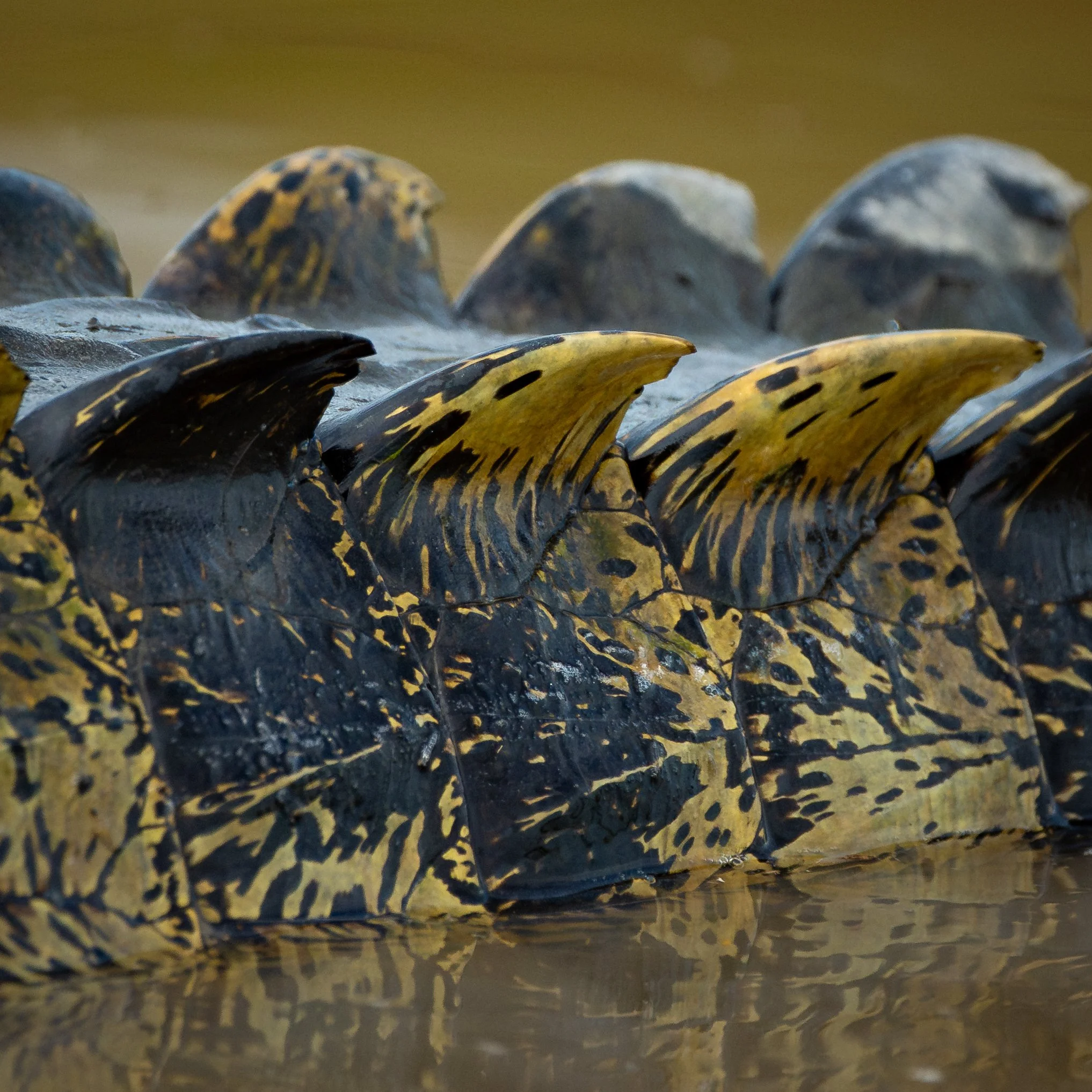 CrocodileScales.jpg