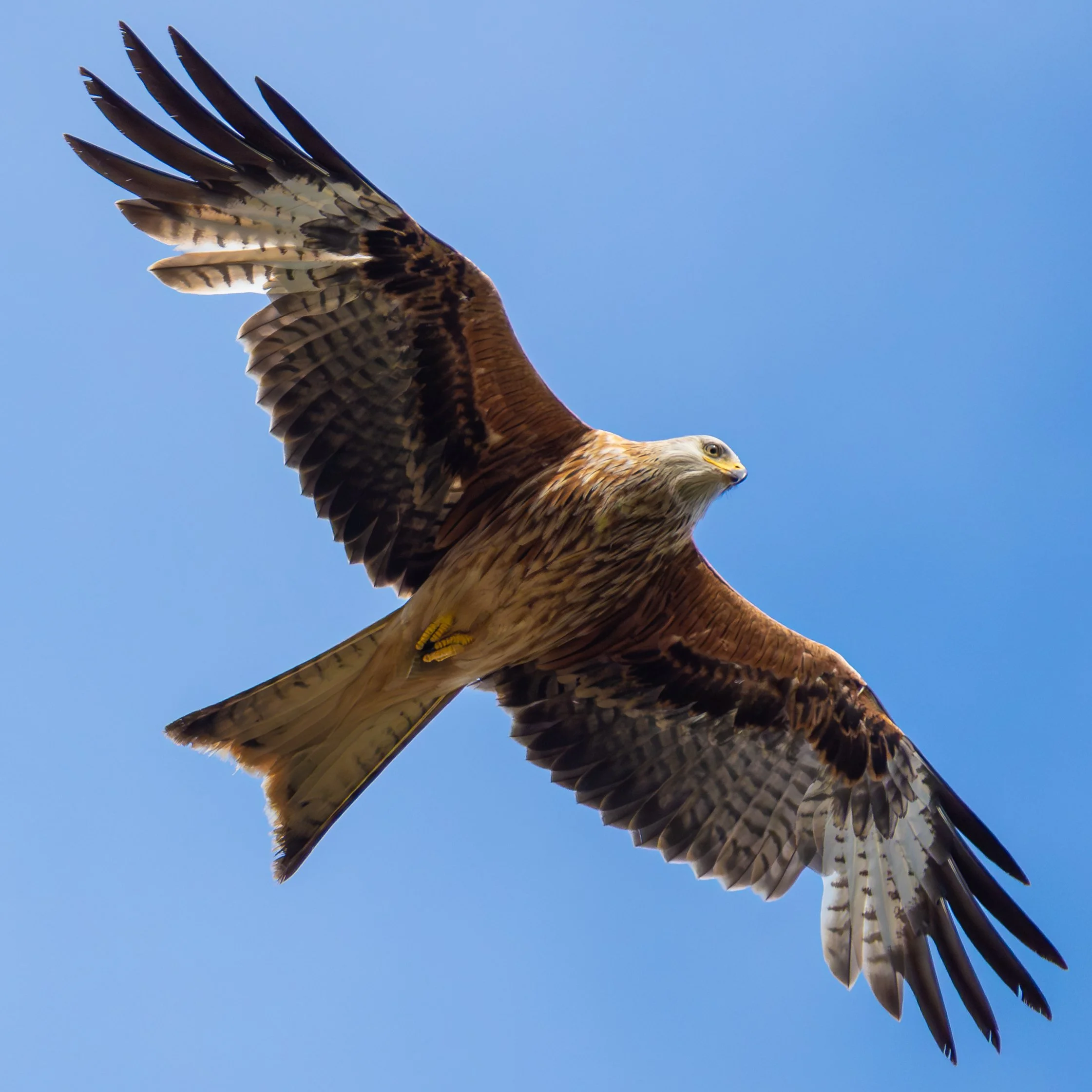 RedKite_2.jpg