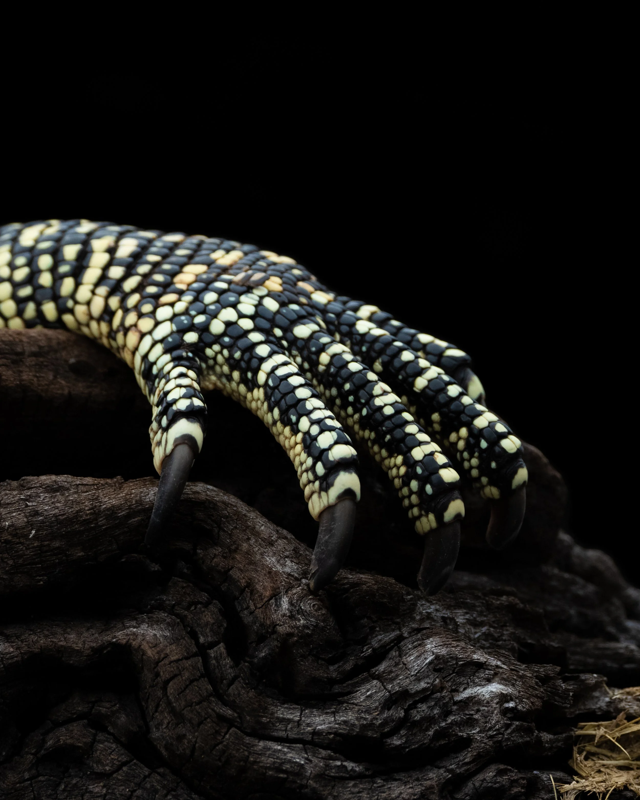 WaterMonitorLizard03.jpg