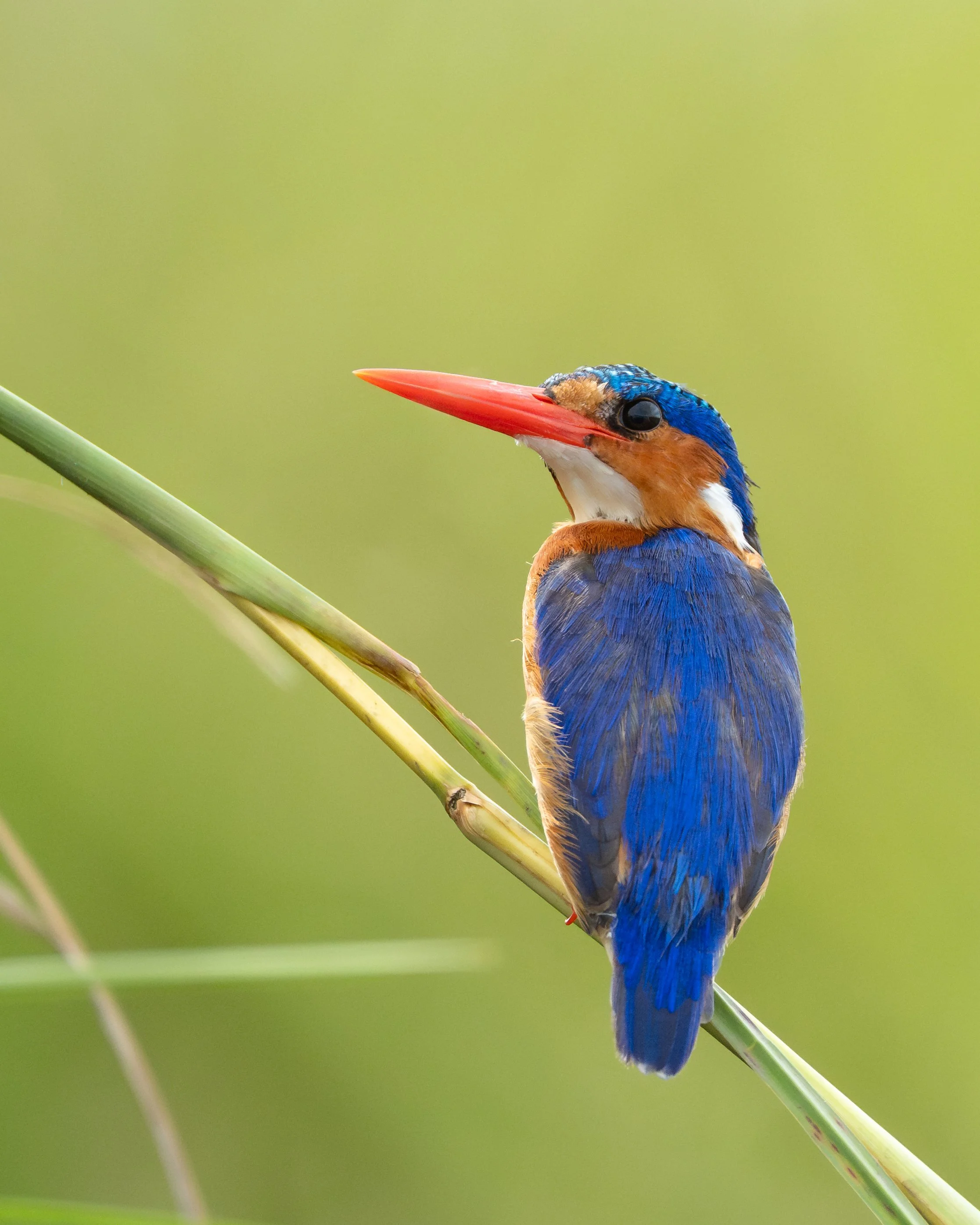 MalachiteKingfisher_02.jpg