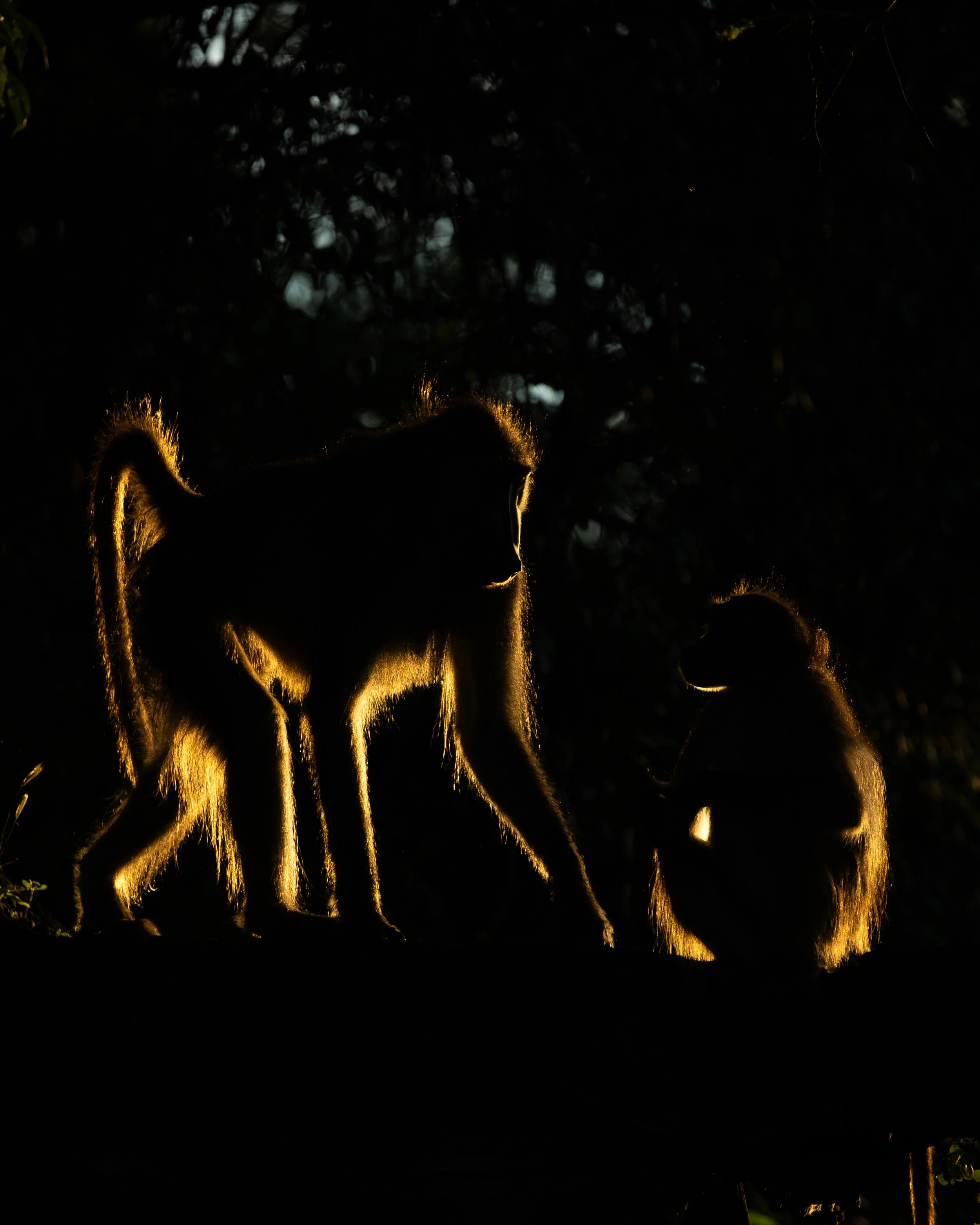 BaboonBacklit03.jpg
