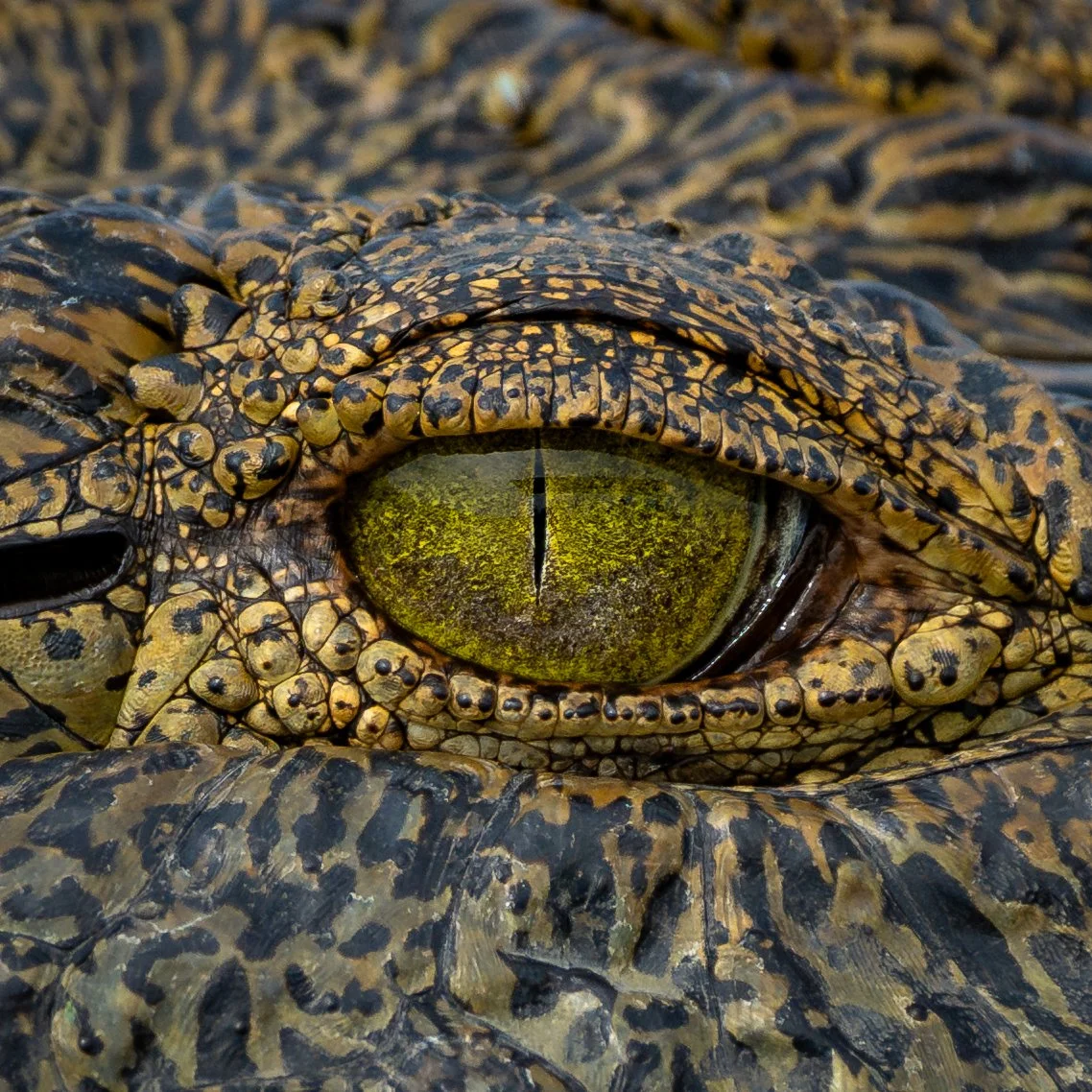 CrocodileEye.jpg