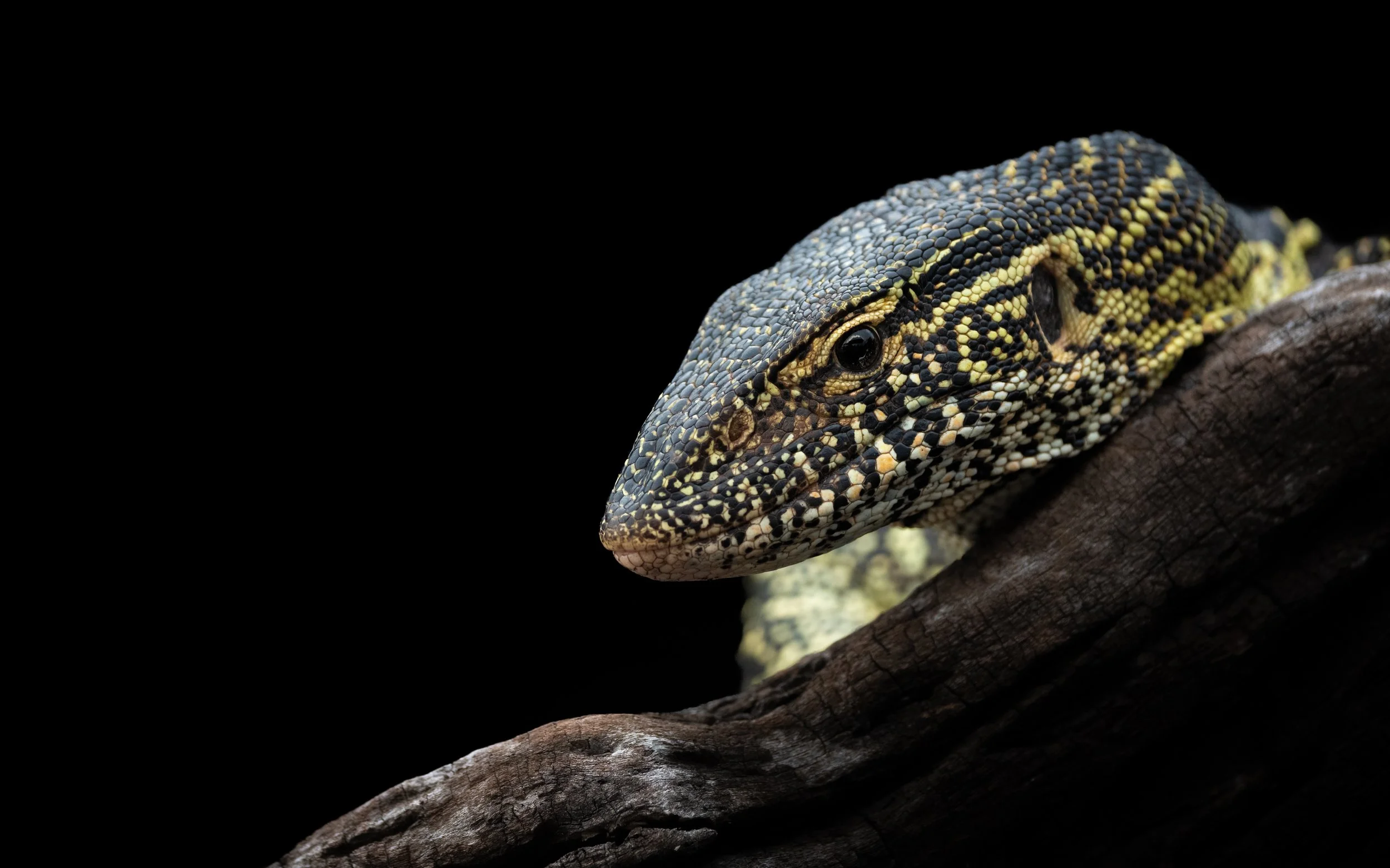 WaterMonitorLizard01.jpg